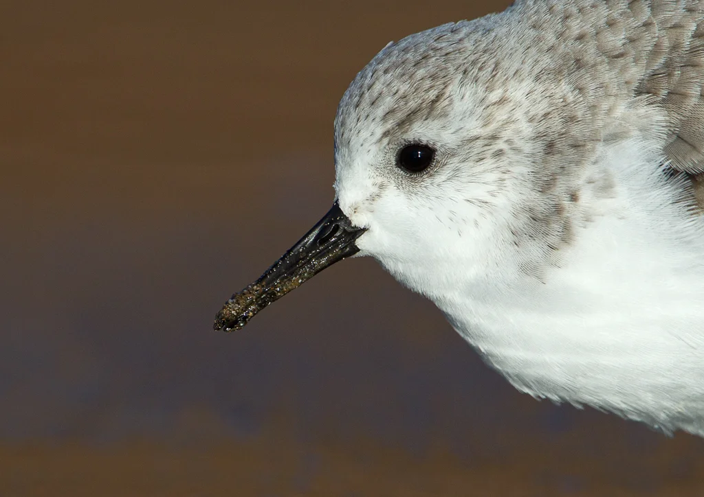 Sanderling (Calidris alba)
