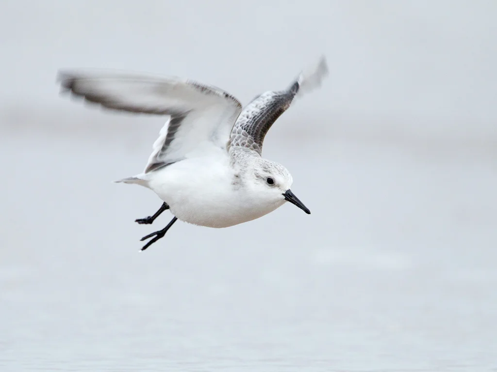 Sanderling (Calidris alba)