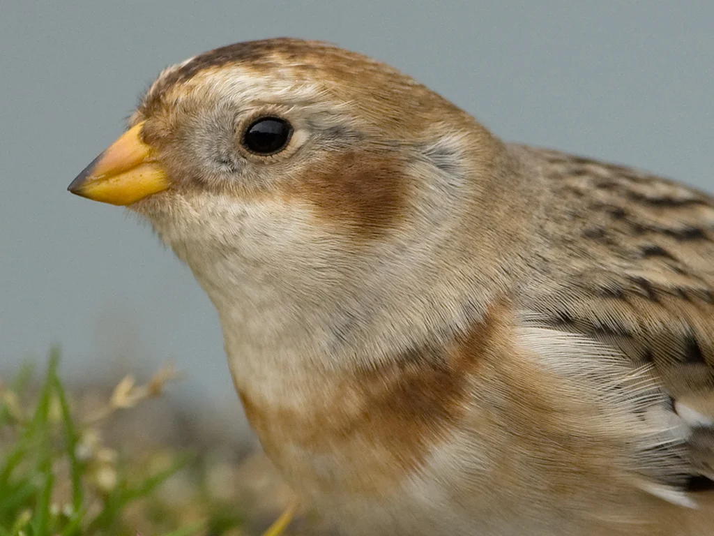 Snow Bunting