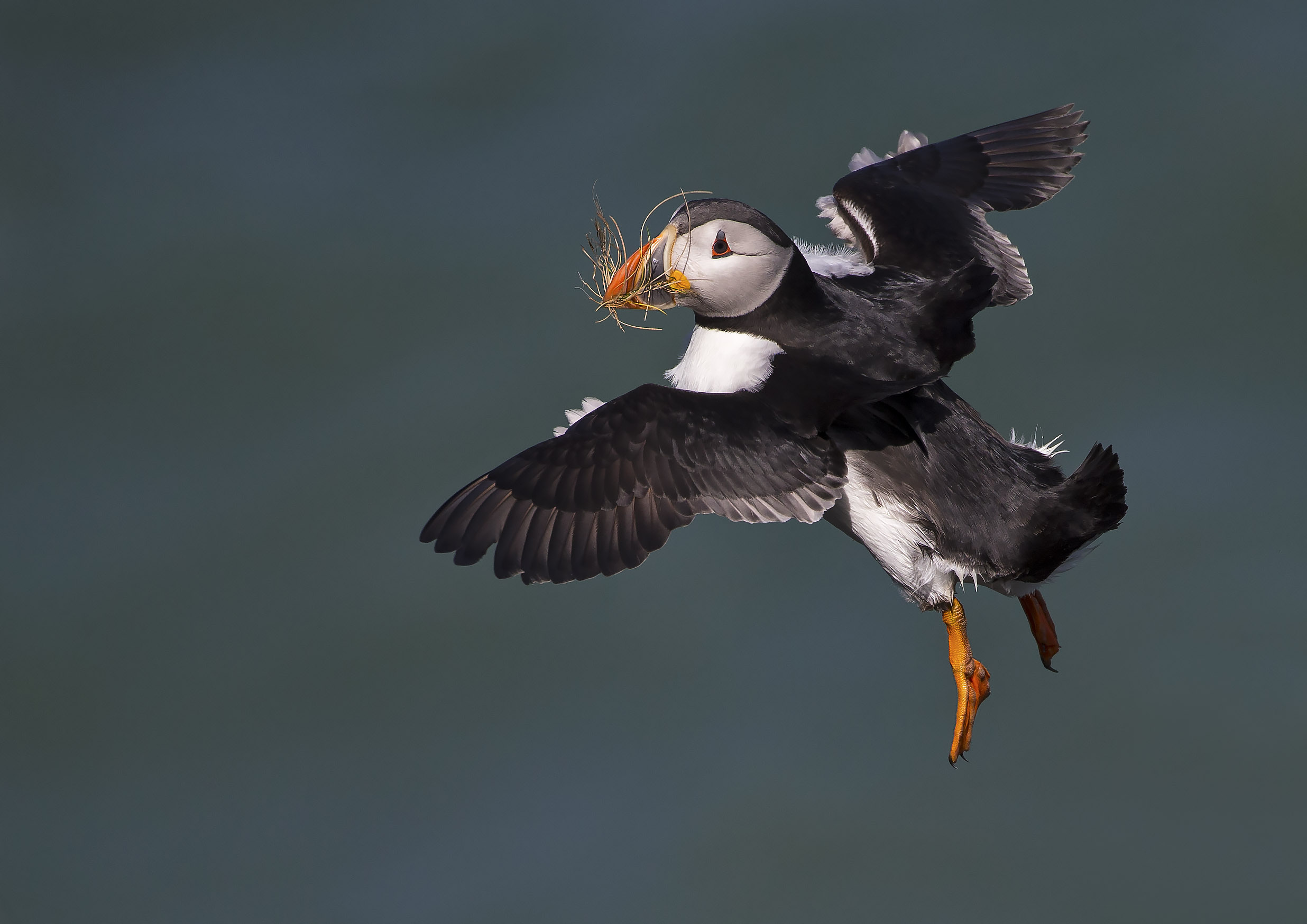 puffin1.jpg