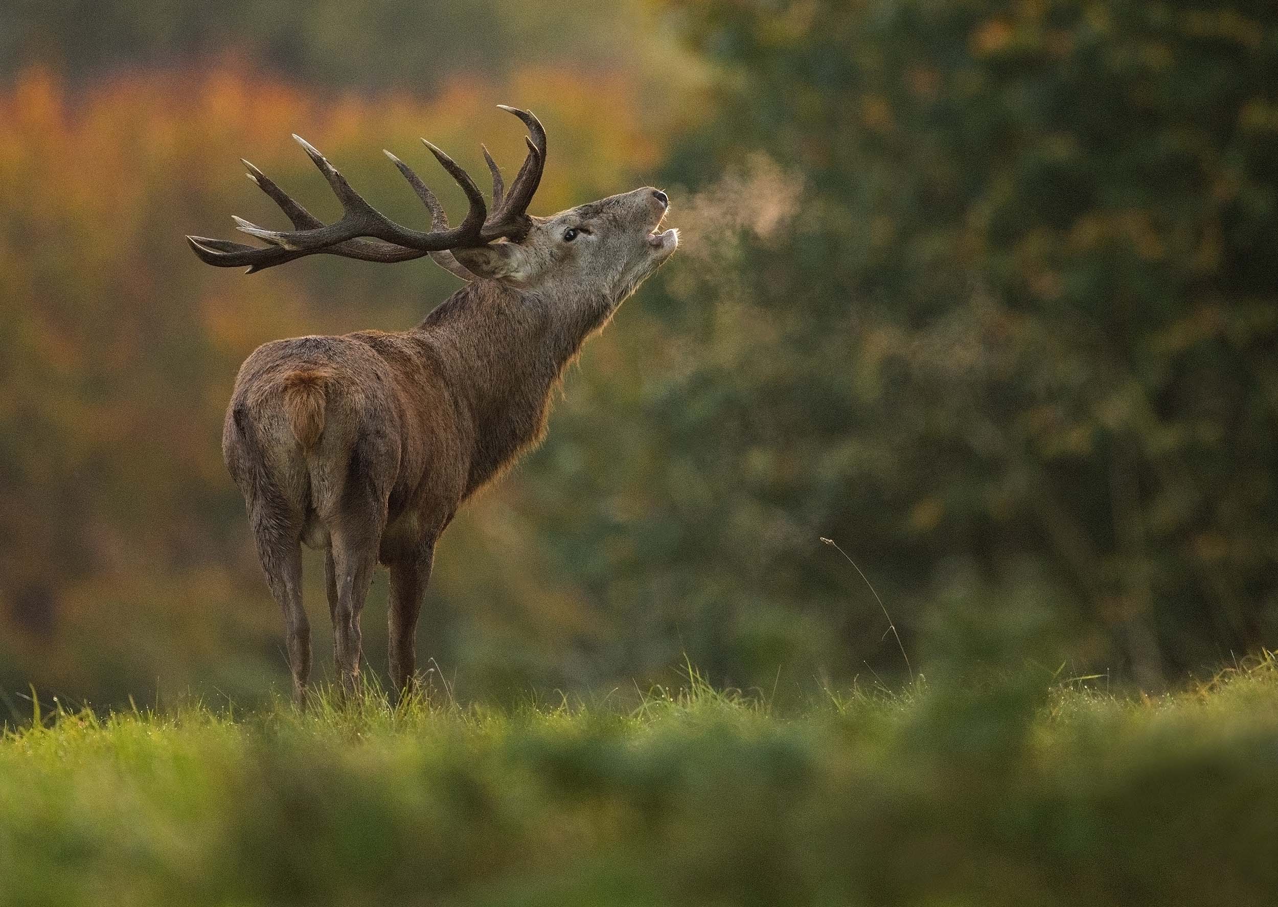 red_deer1 copy.jpg