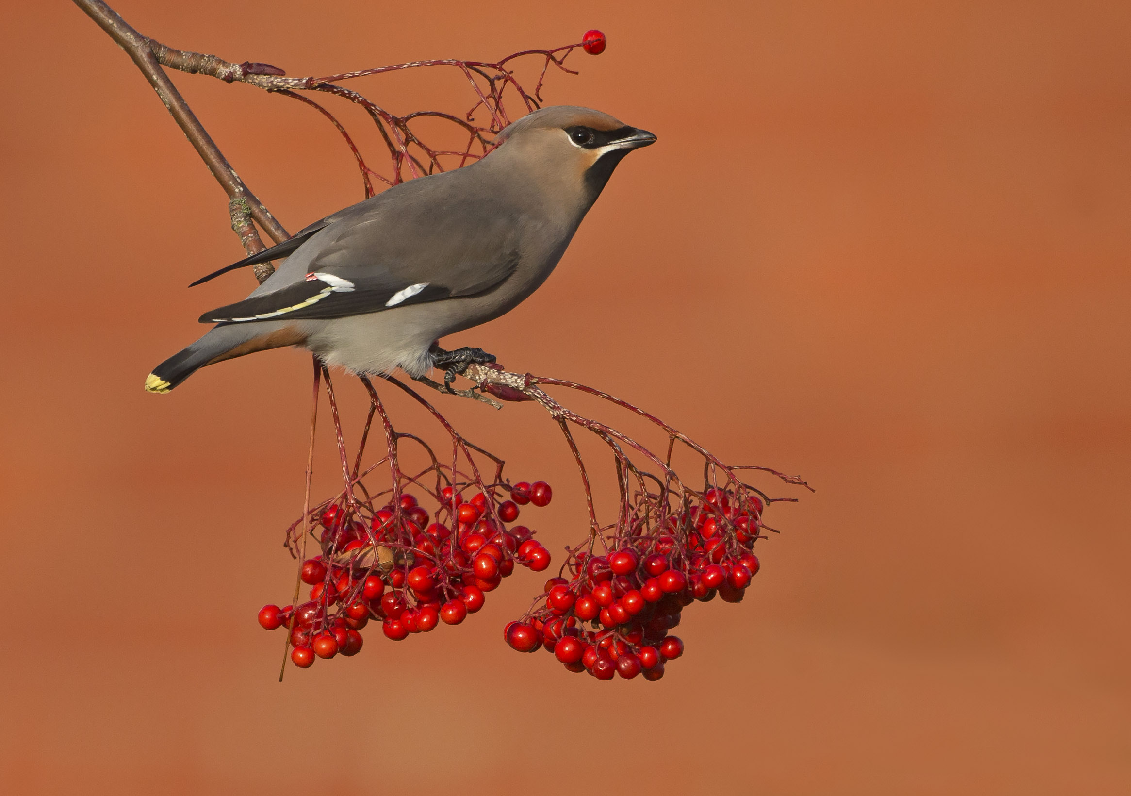 waxwing2.jpg