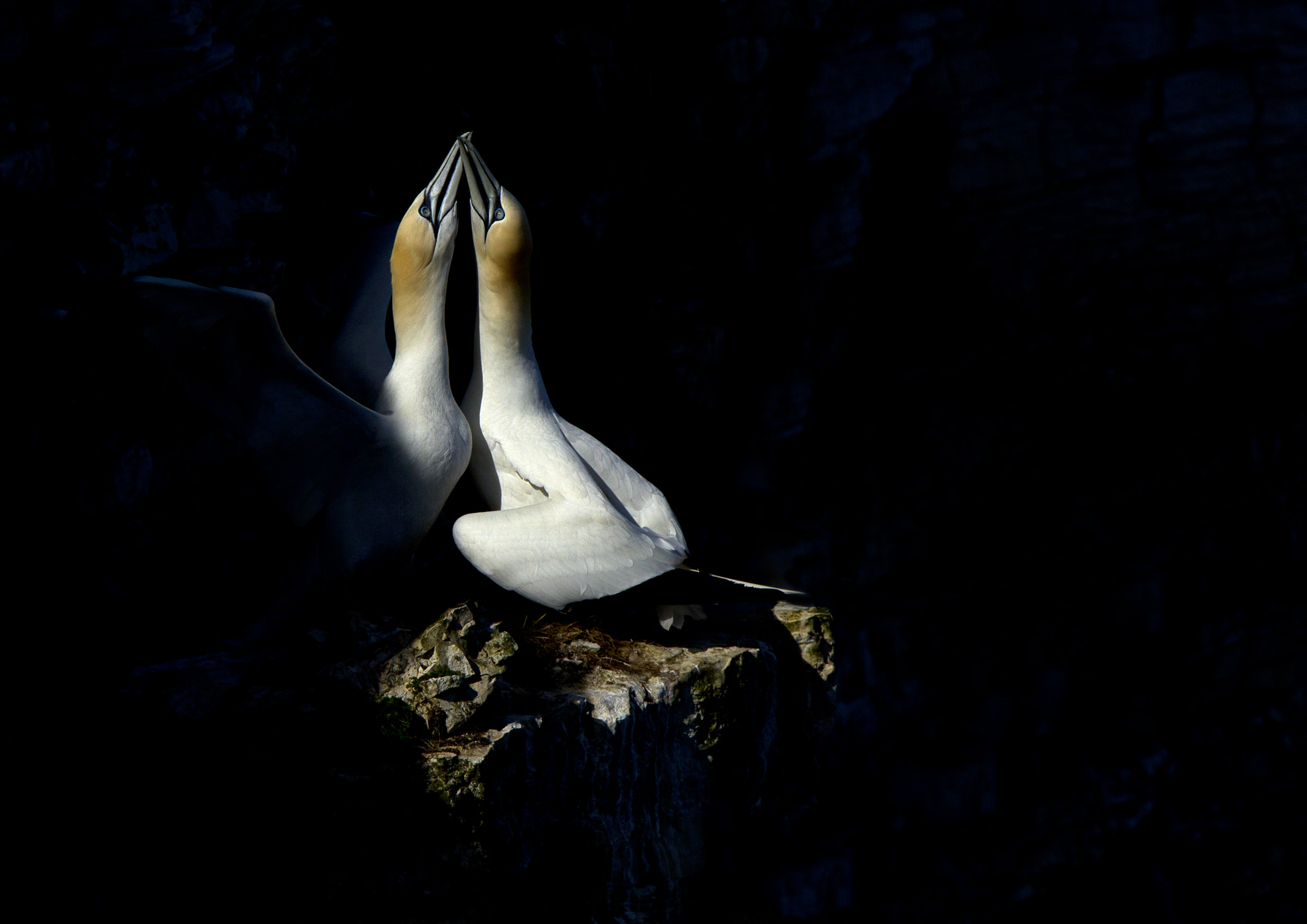 gannets3_A3.jpg