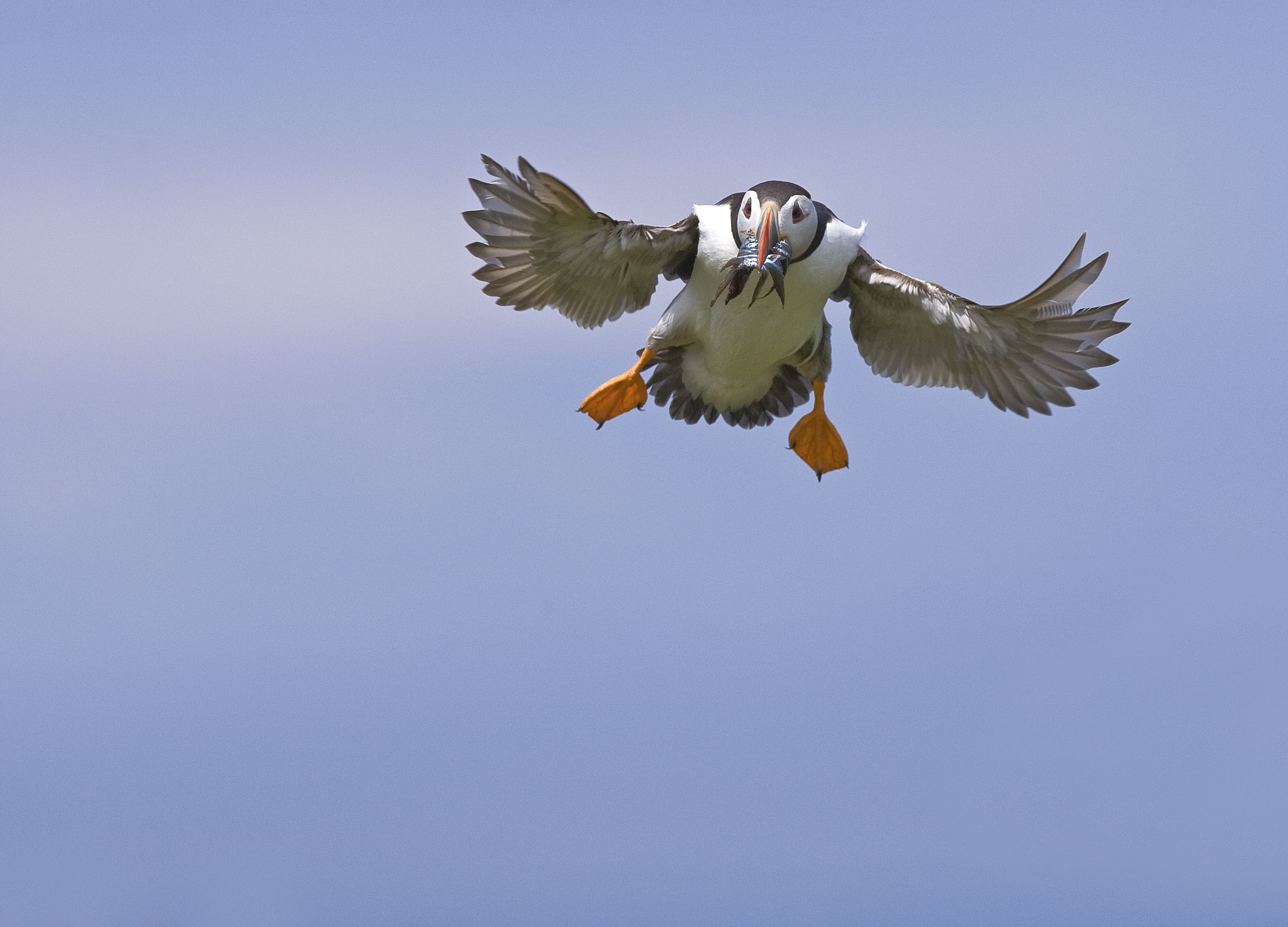 puffin2.jpg