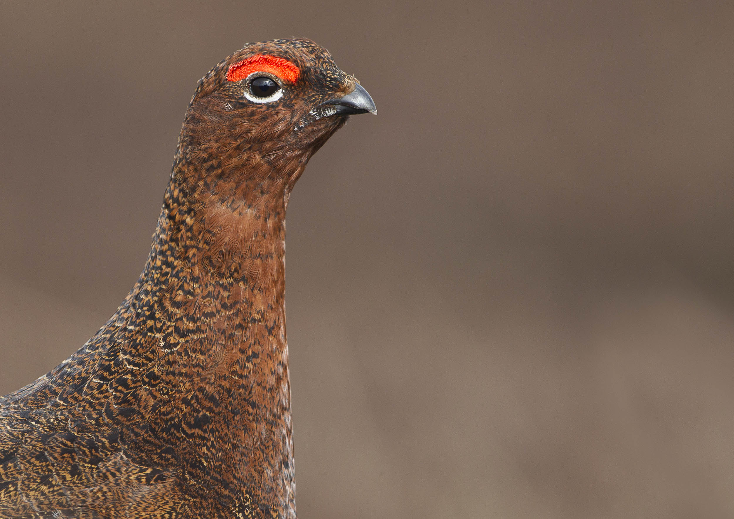 red_grouse1_A3.jpg