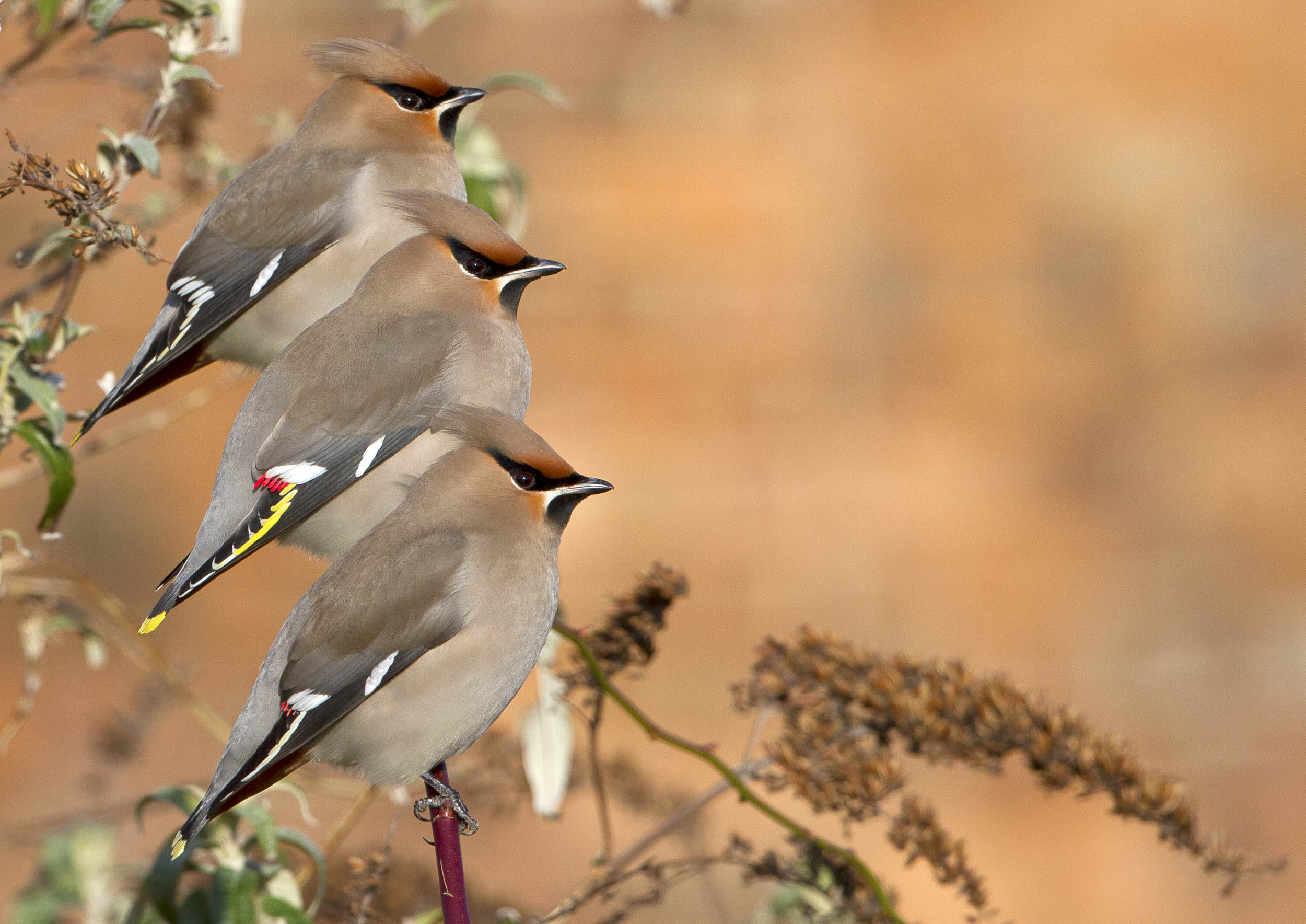 waxwing2.jpg