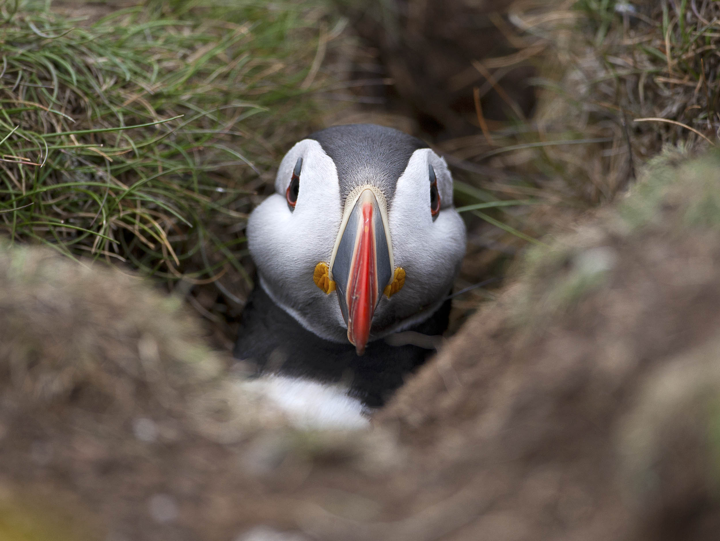 puffin1.jpg