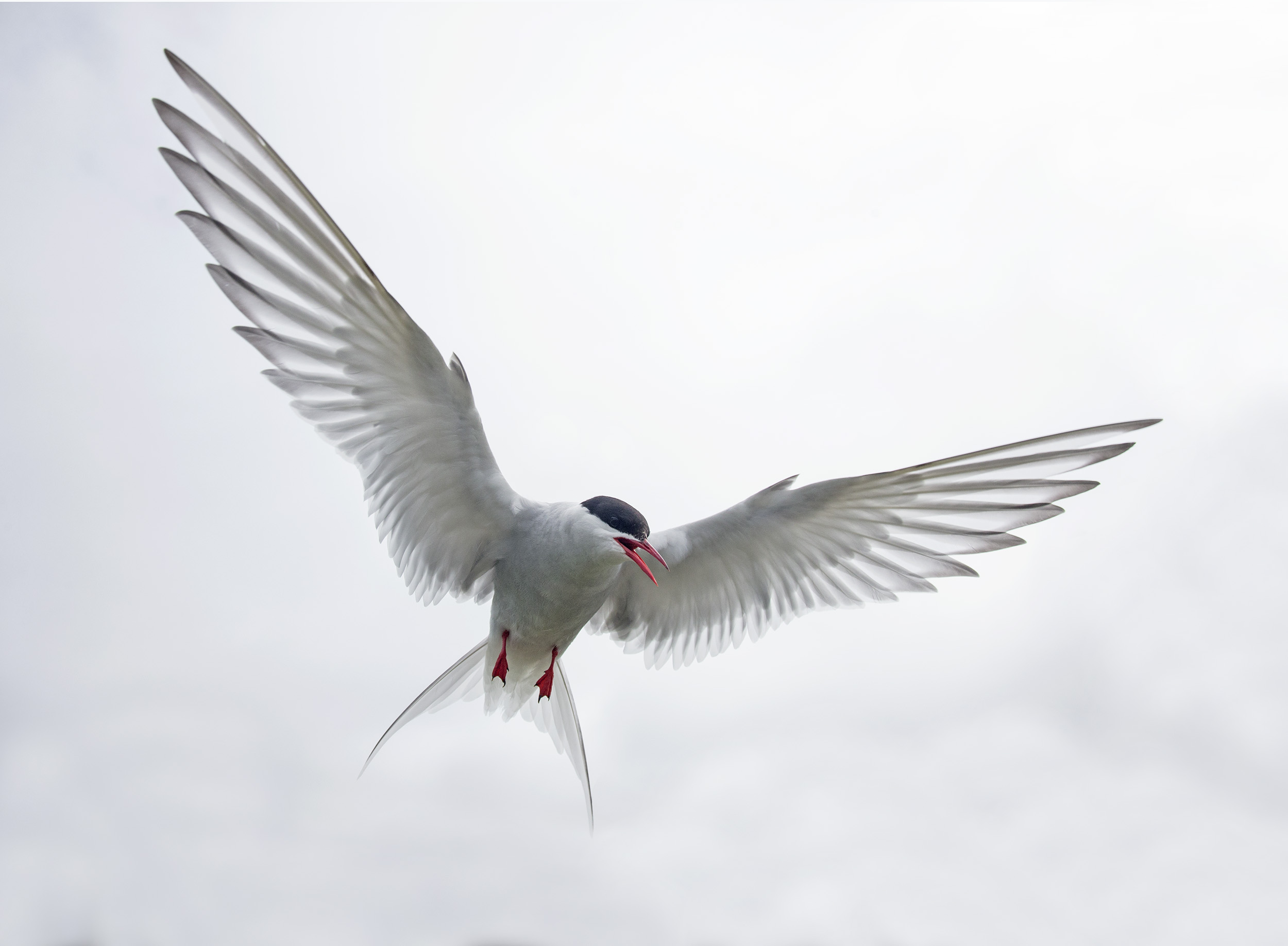 arctic_tern2.jpg