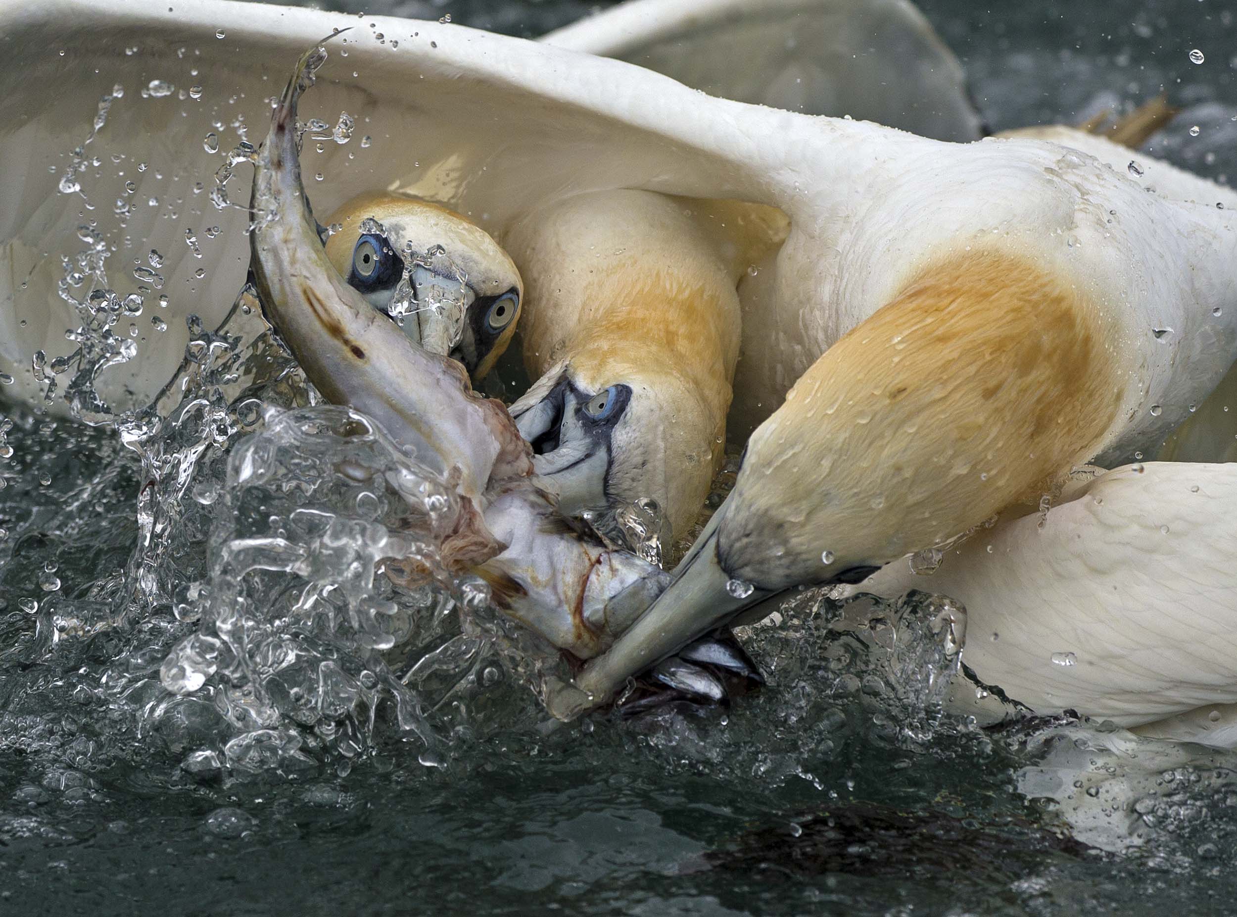 gannets1.jpg