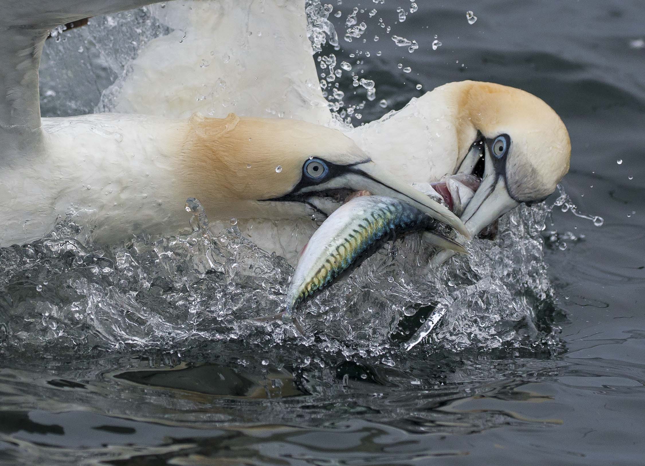 gannets2.jpg