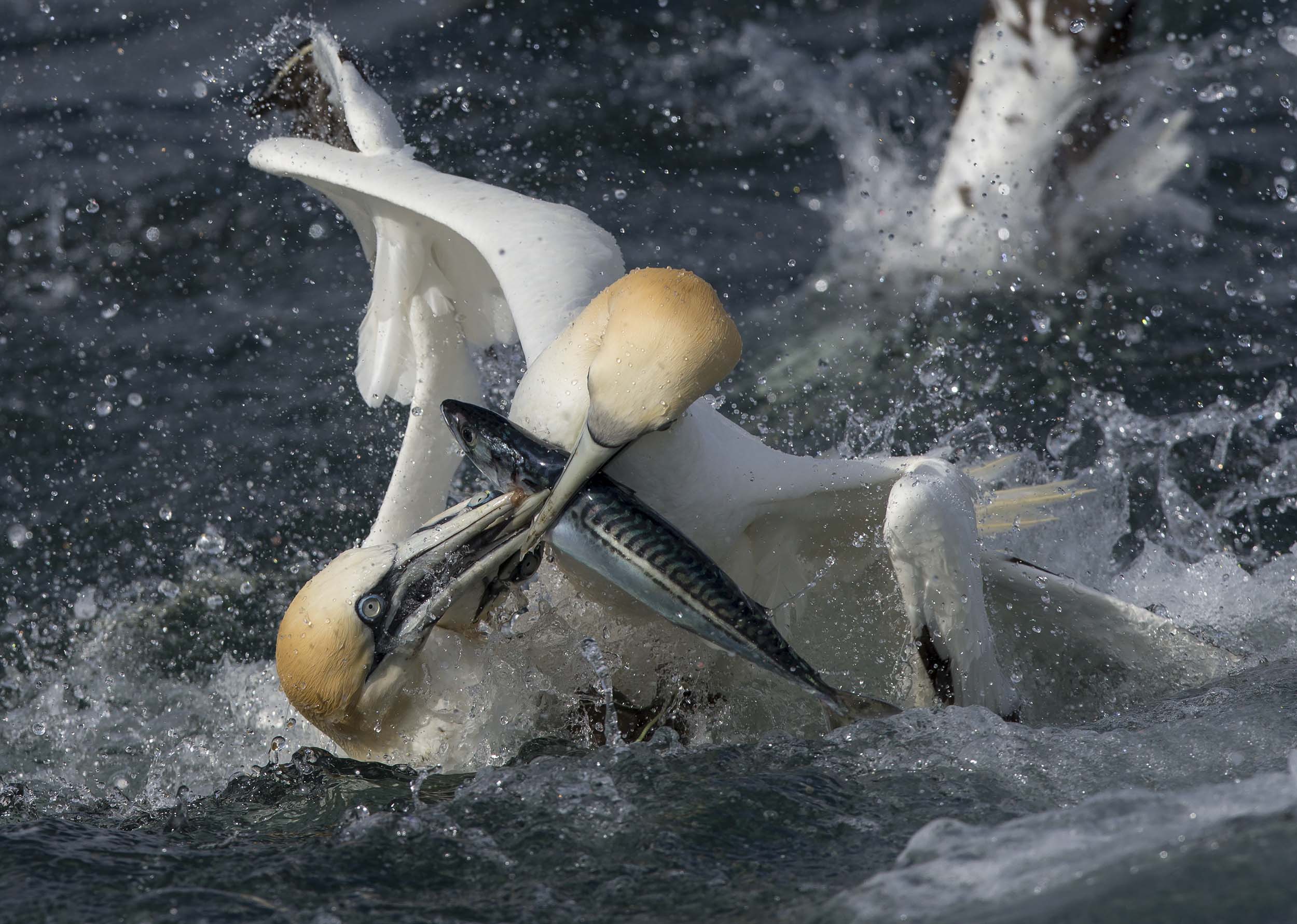 gannets4b.jpg