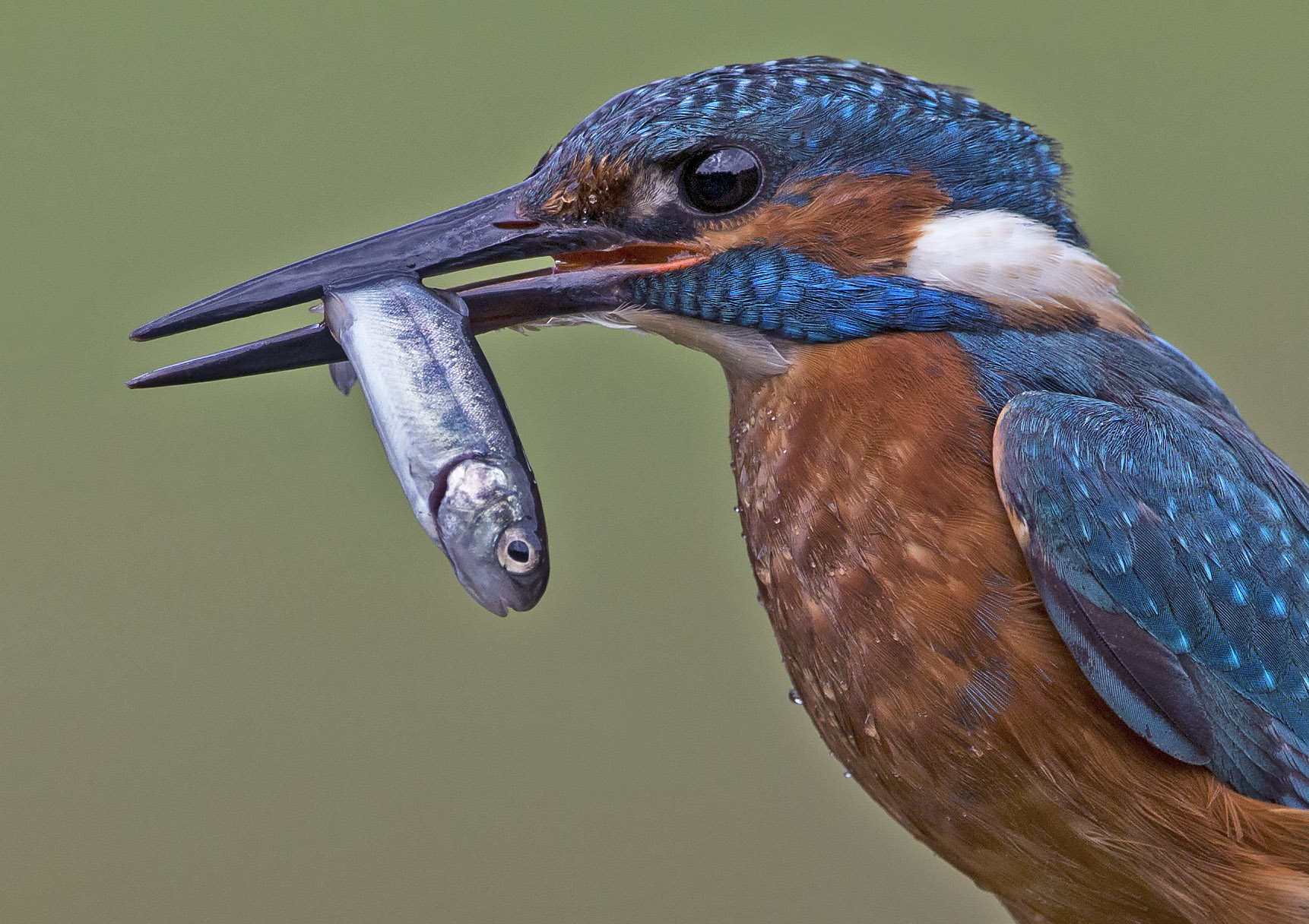 kingfisher12.jpg