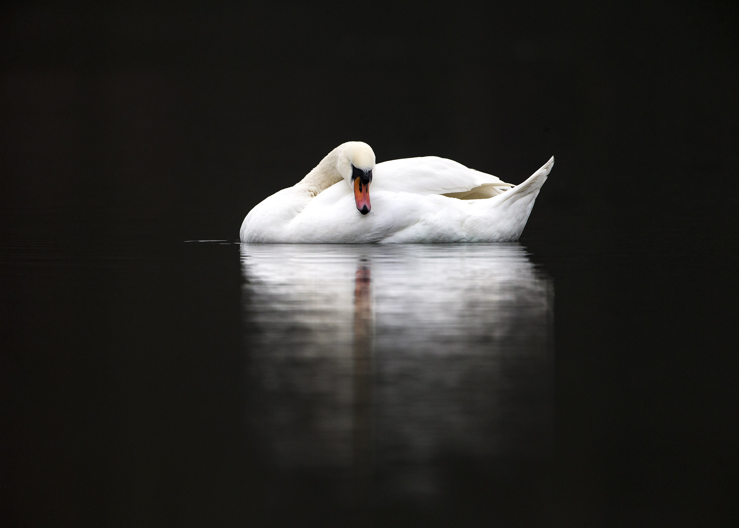 mute_swan1.jpg