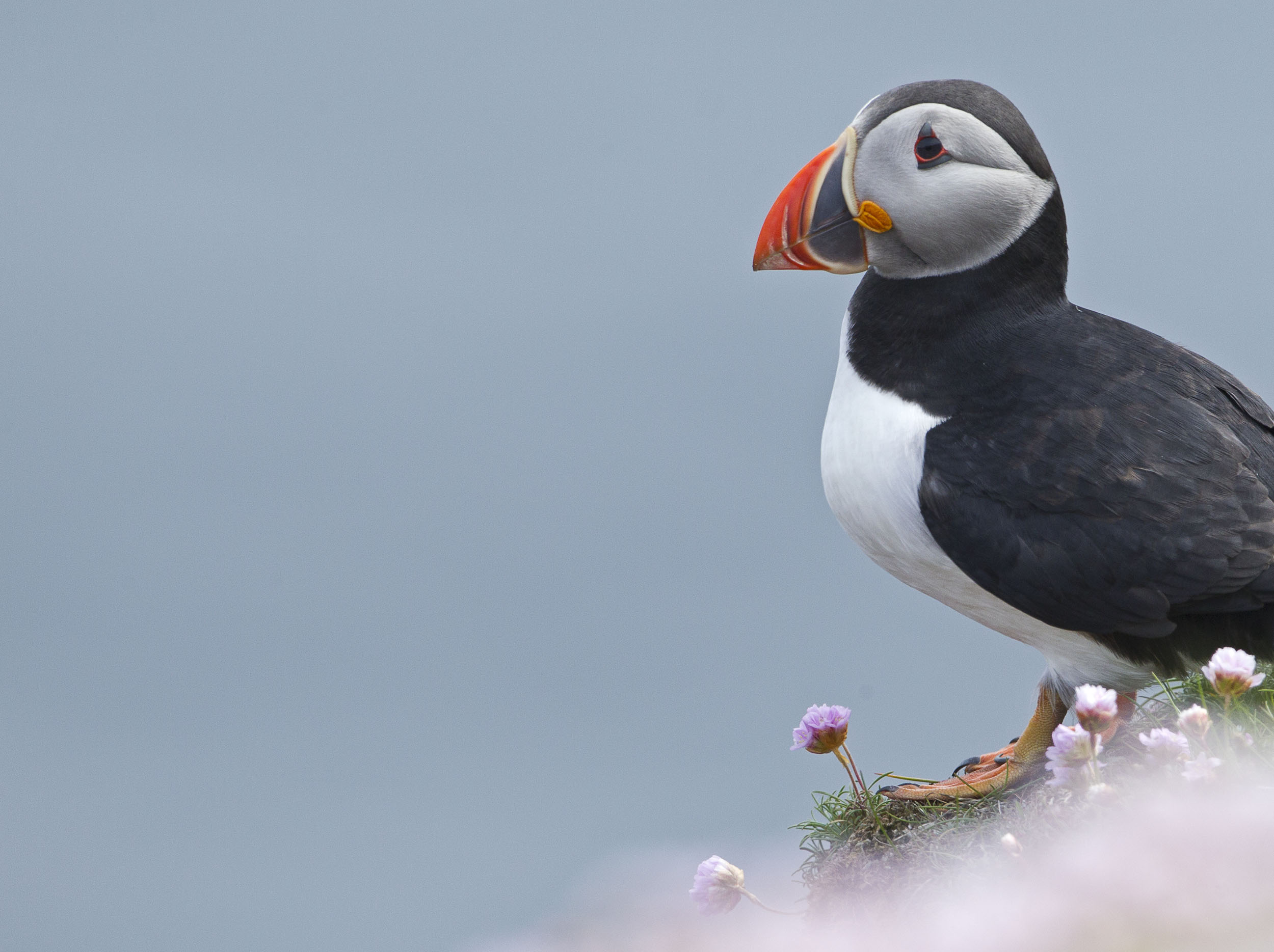 puffin1 copy.jpg