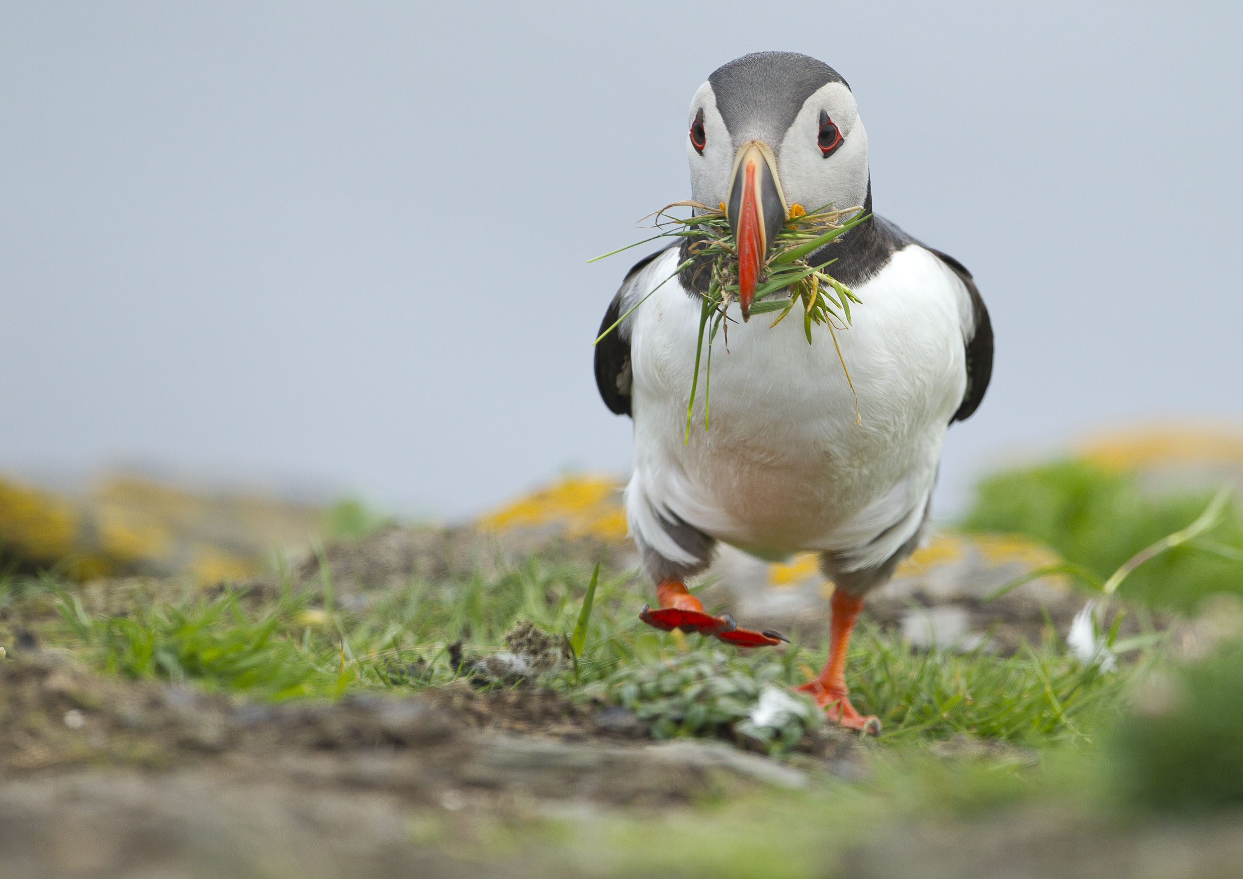 puffin4.jpg