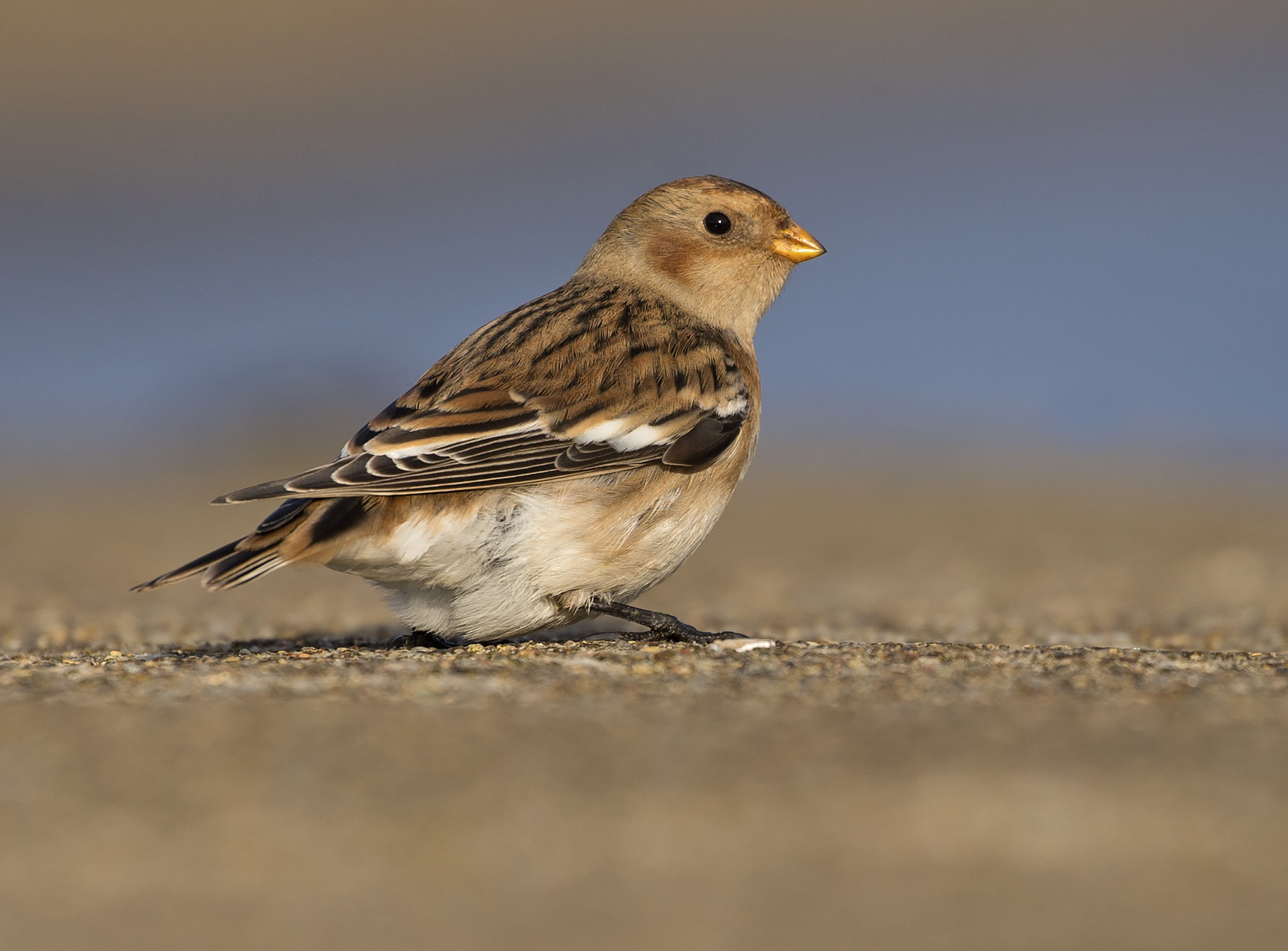 snow_bunting7.jpg