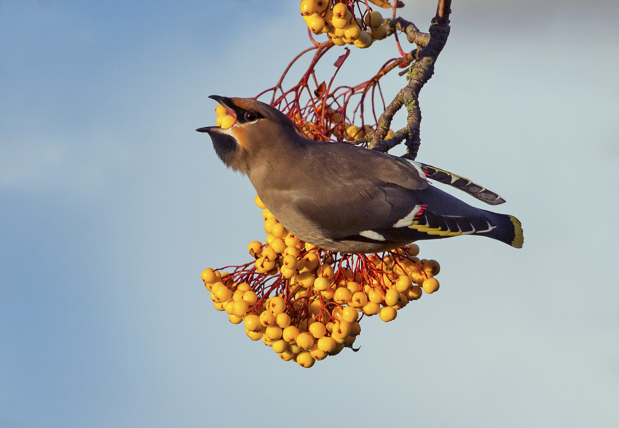 waxwing3.jpg