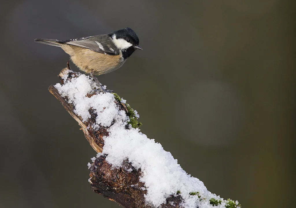 Coal Tit