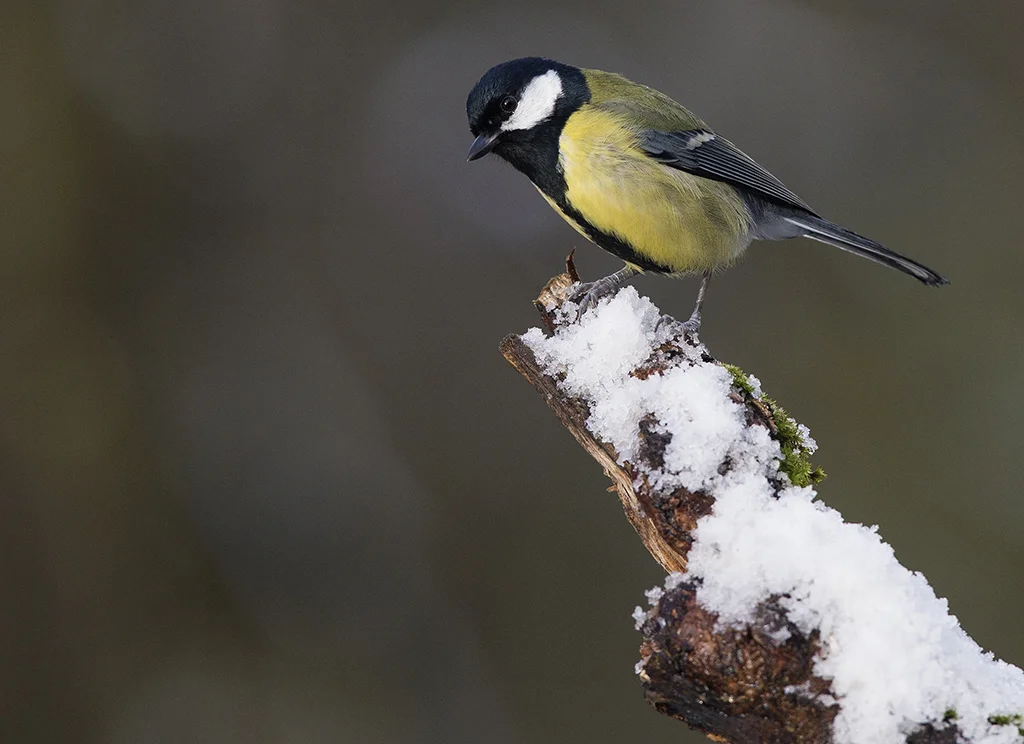 Great Tit