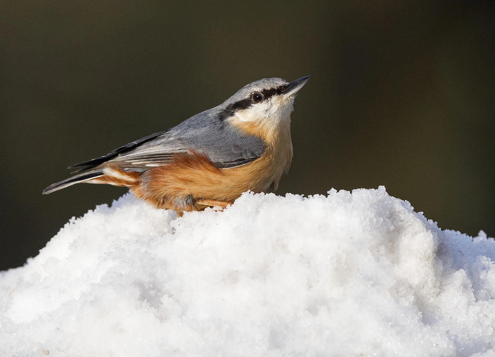 Nuthatch