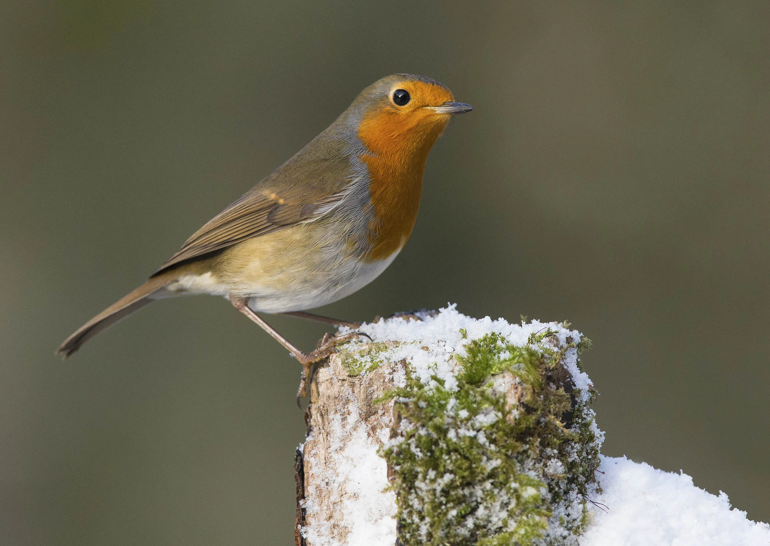 Robin
