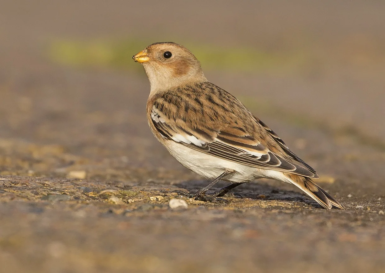 Snow Bunting