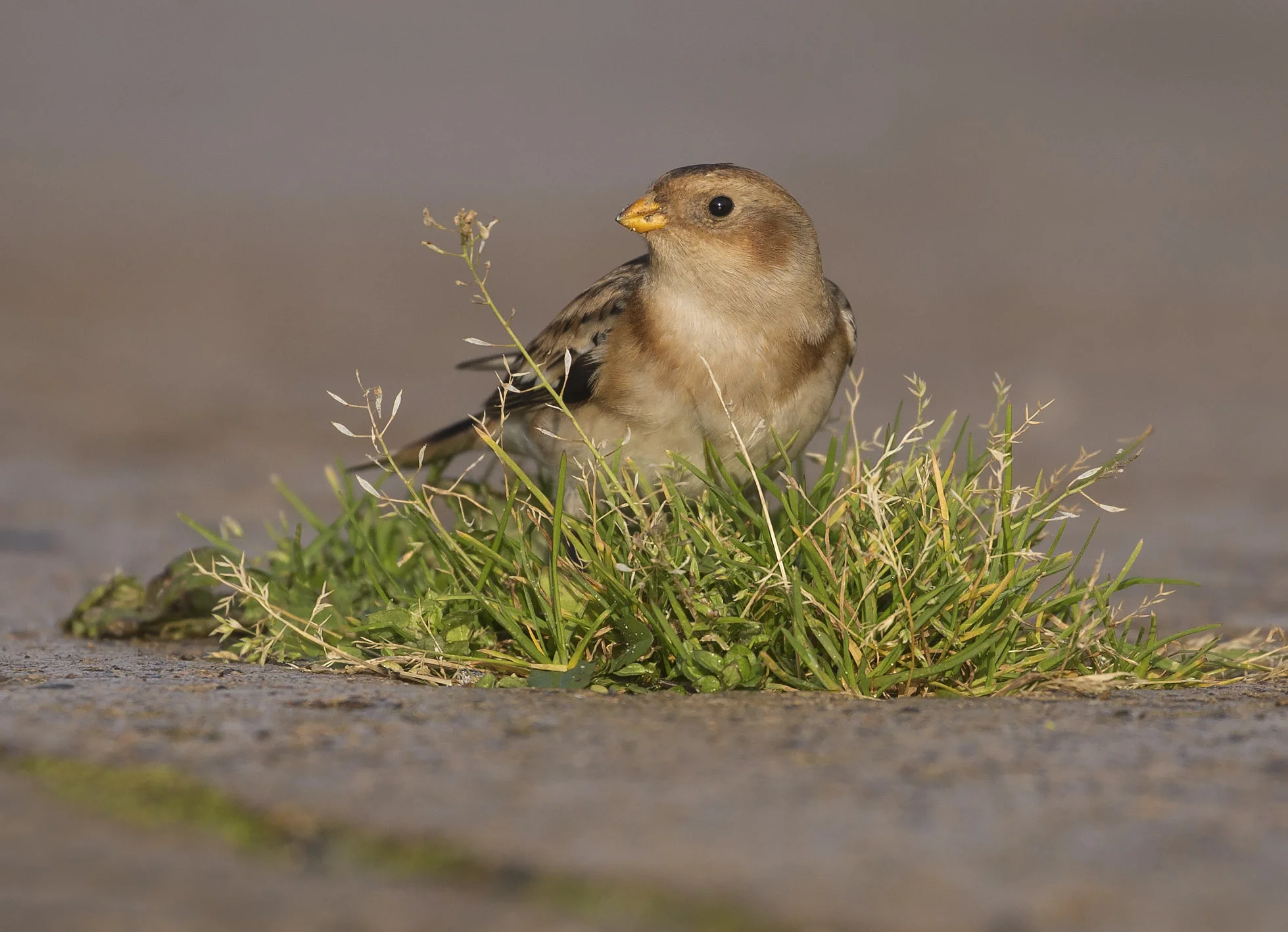 Snow Bunting
