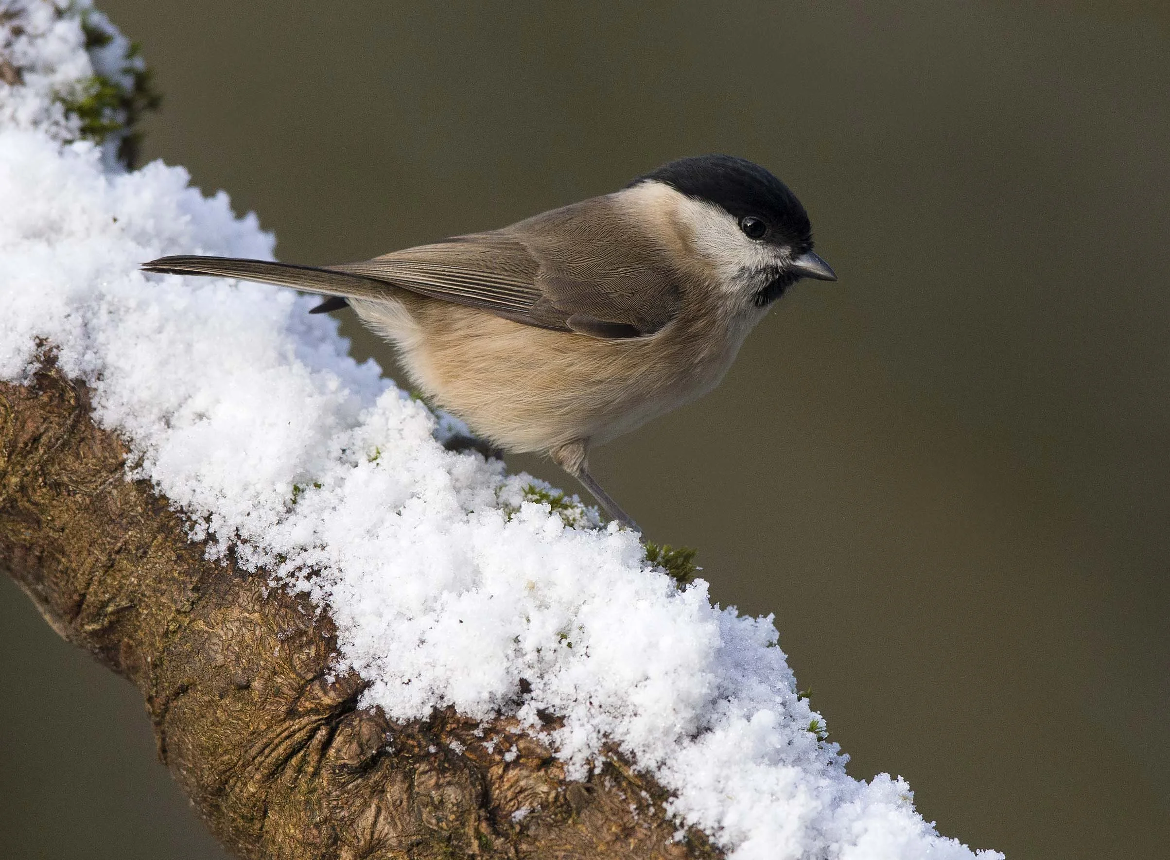 Marsh Tit (Poecile palustris)