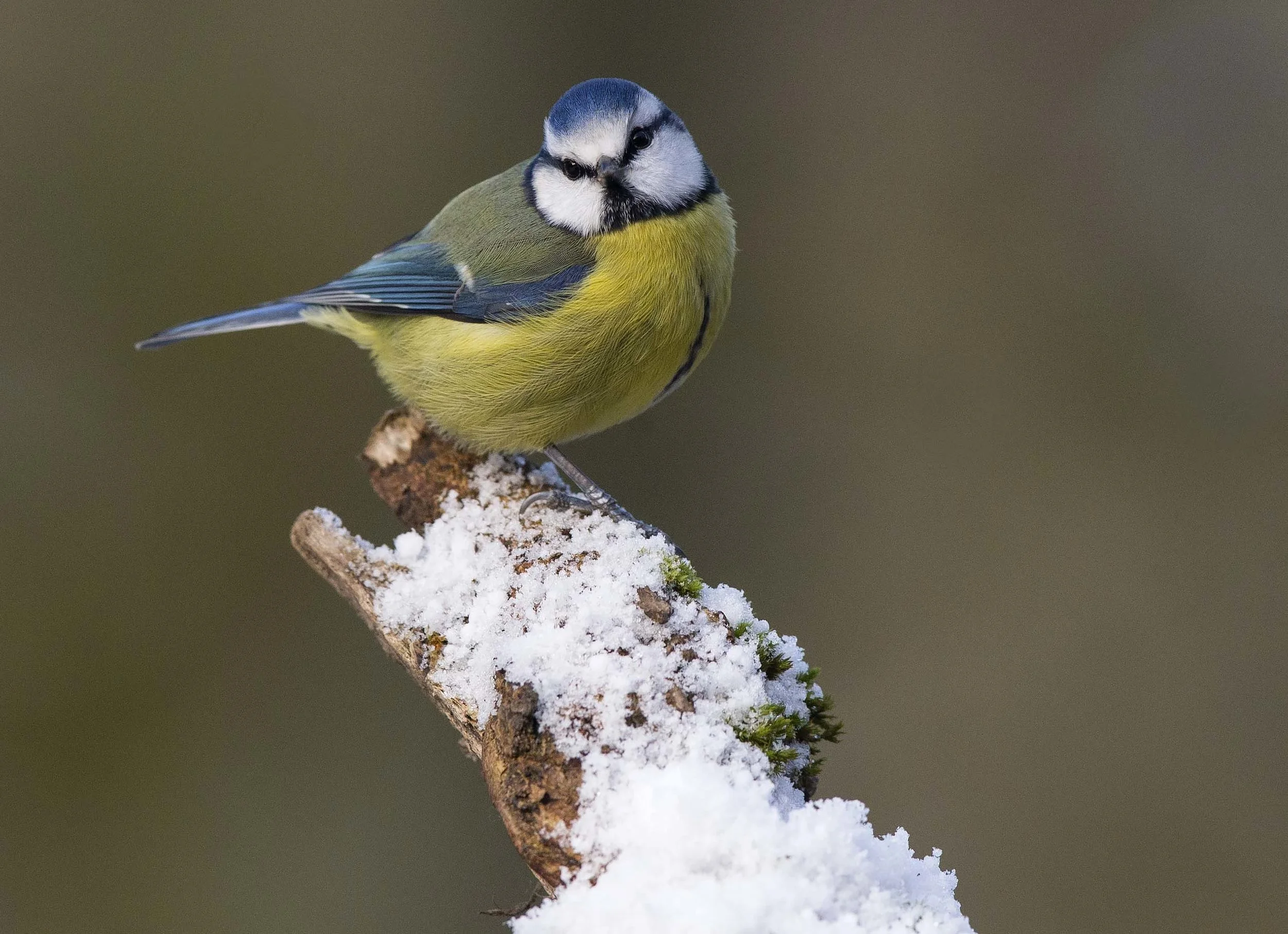 Blue Tit (Cyanistes caeruleus)