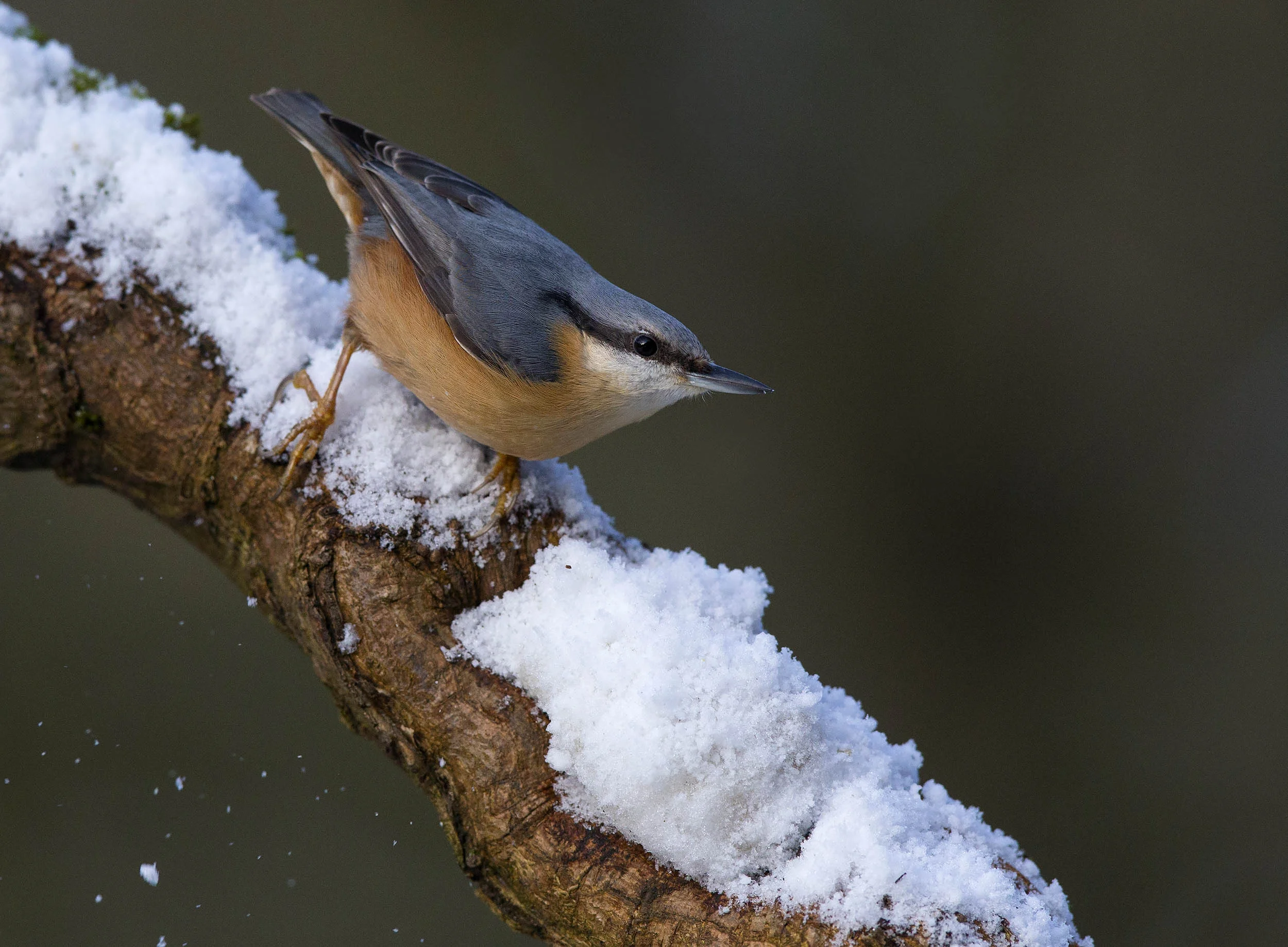 Nuthatch (Sitta europaea)
