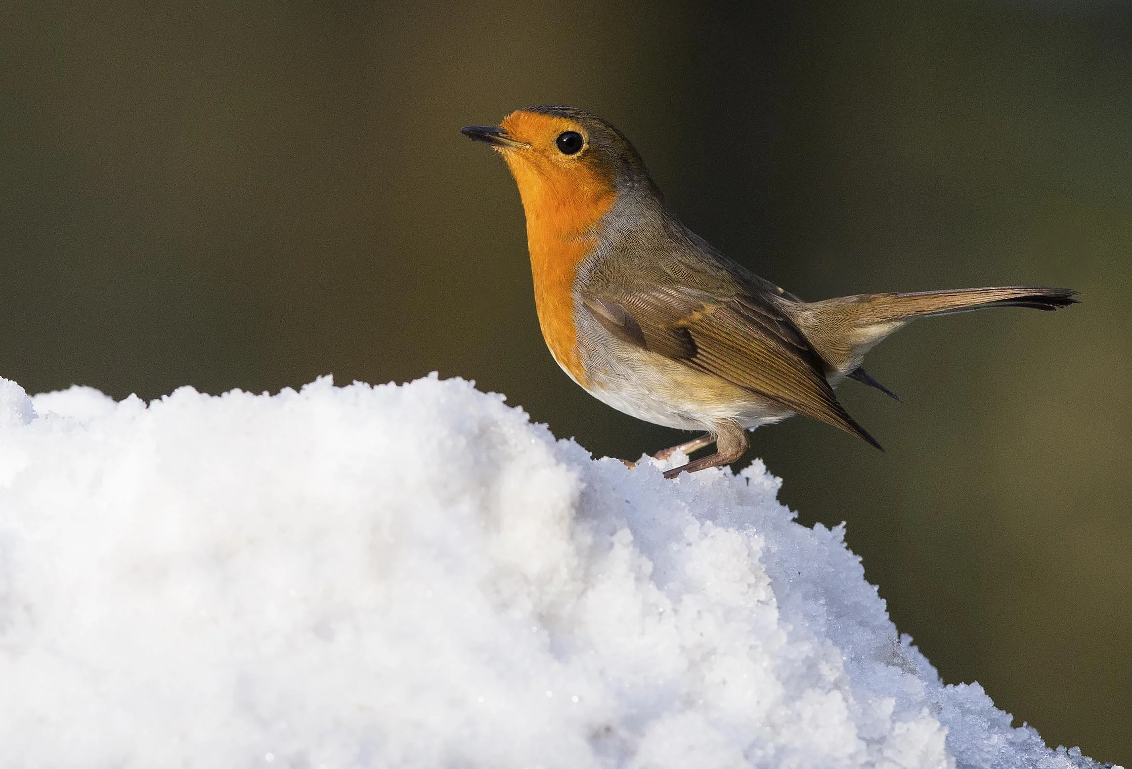 Robin (Erithacus rubecula)