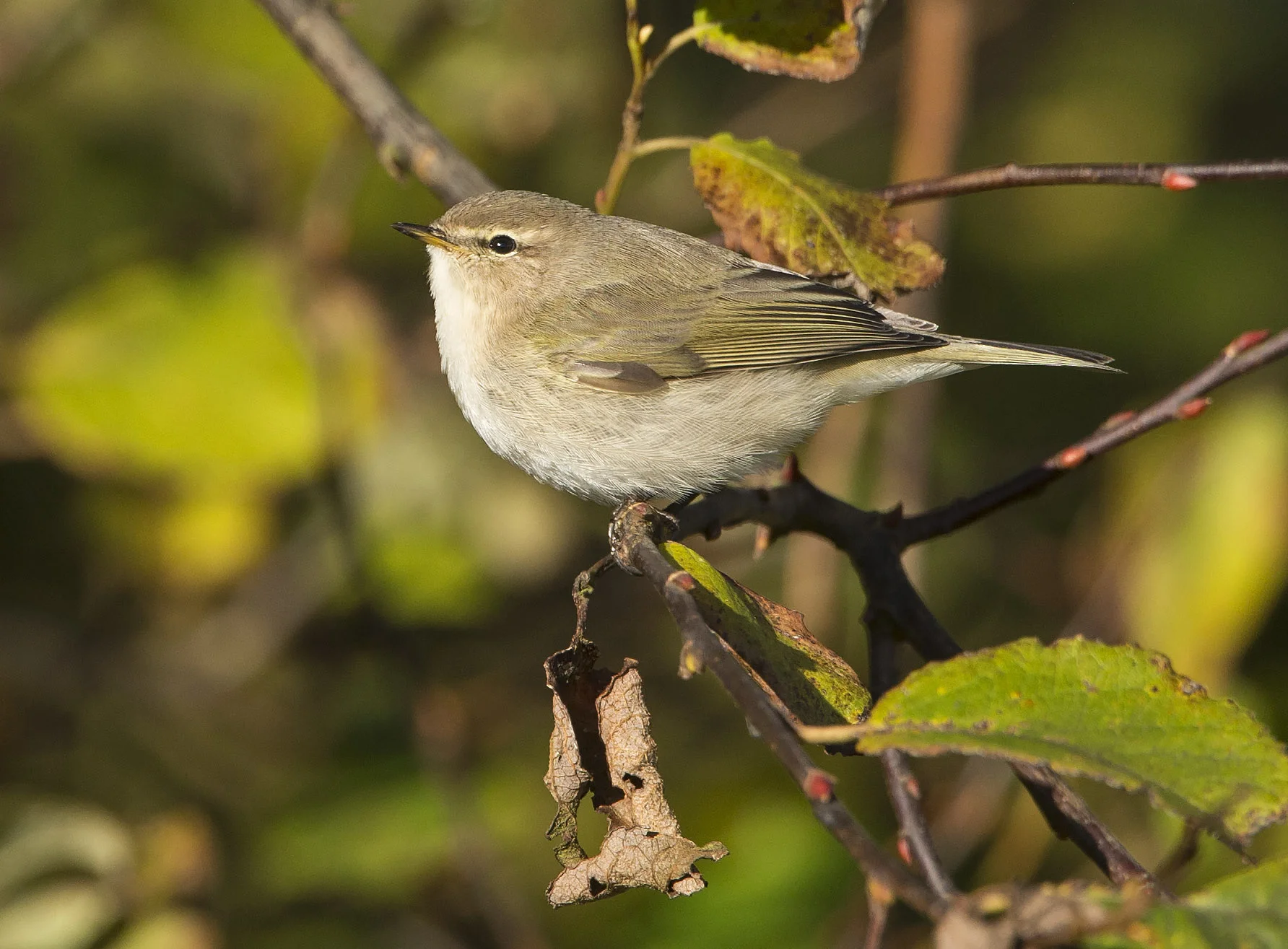 Siberian Chiffchaff (Phylloscopus collybita tristis)