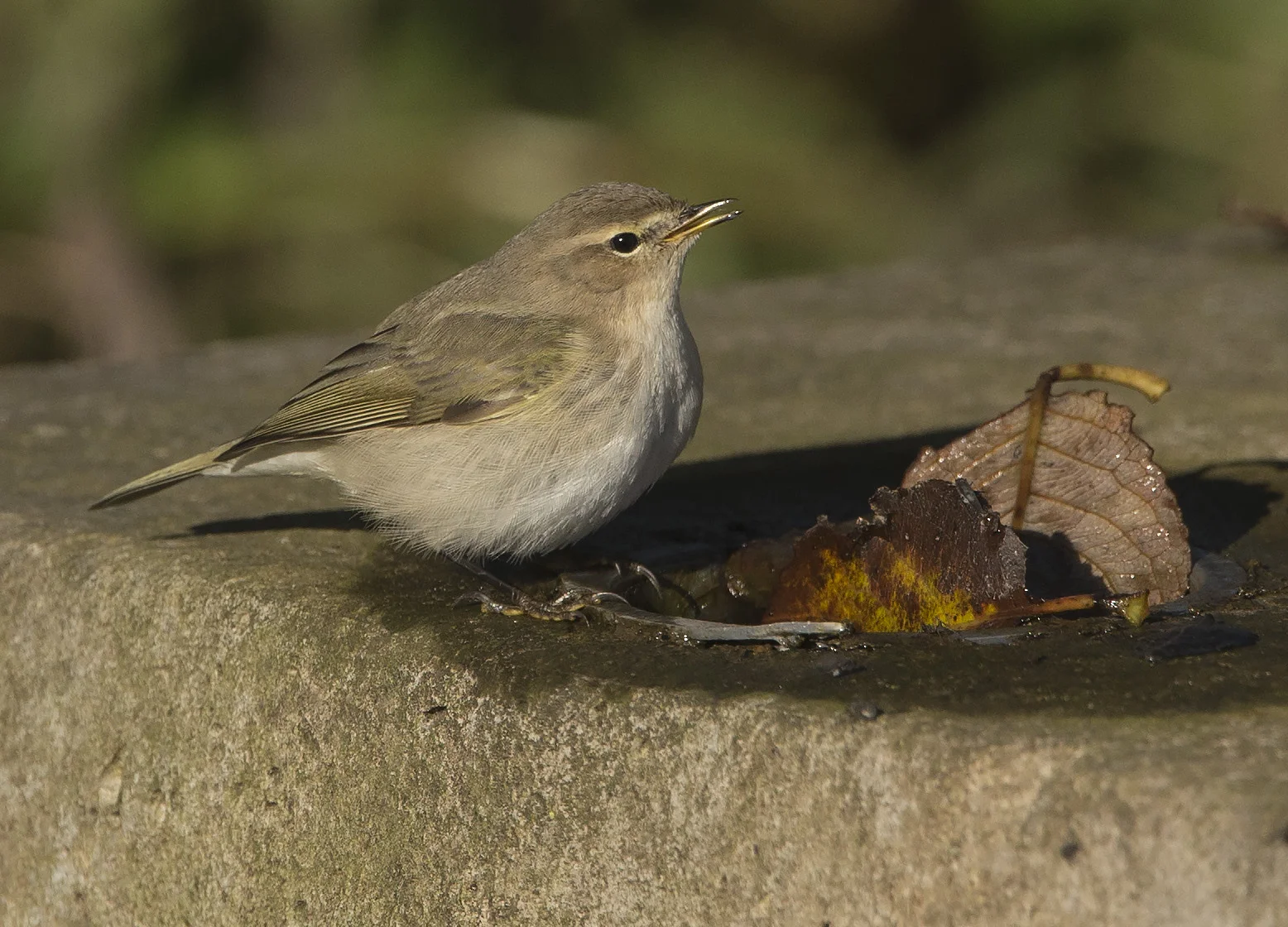 Siberian Chiffchaff (Phylloscopus collybita tristis)