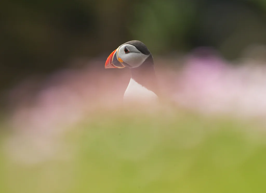 puffin15.jpg