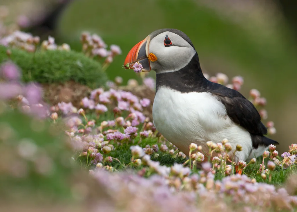 puffin6.jpg