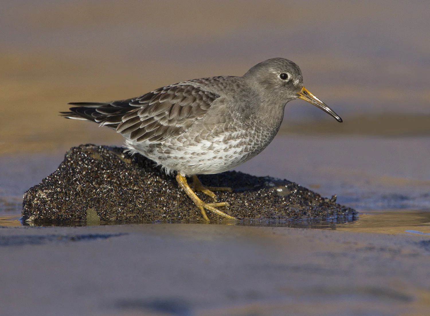 Purple Sandpiper (Calidris maritima)