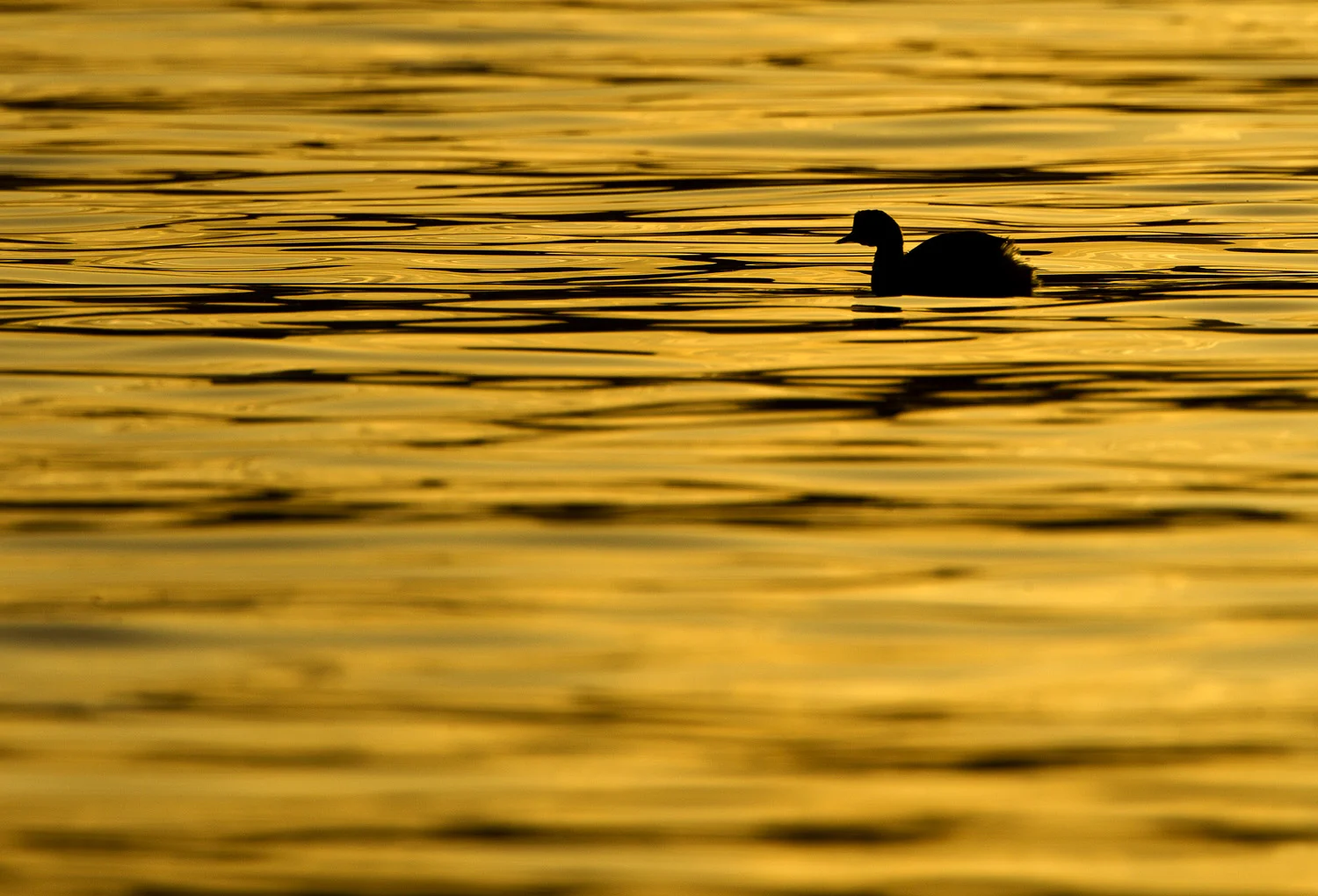 Black-necked Grebe (Podiceps nigricollis)