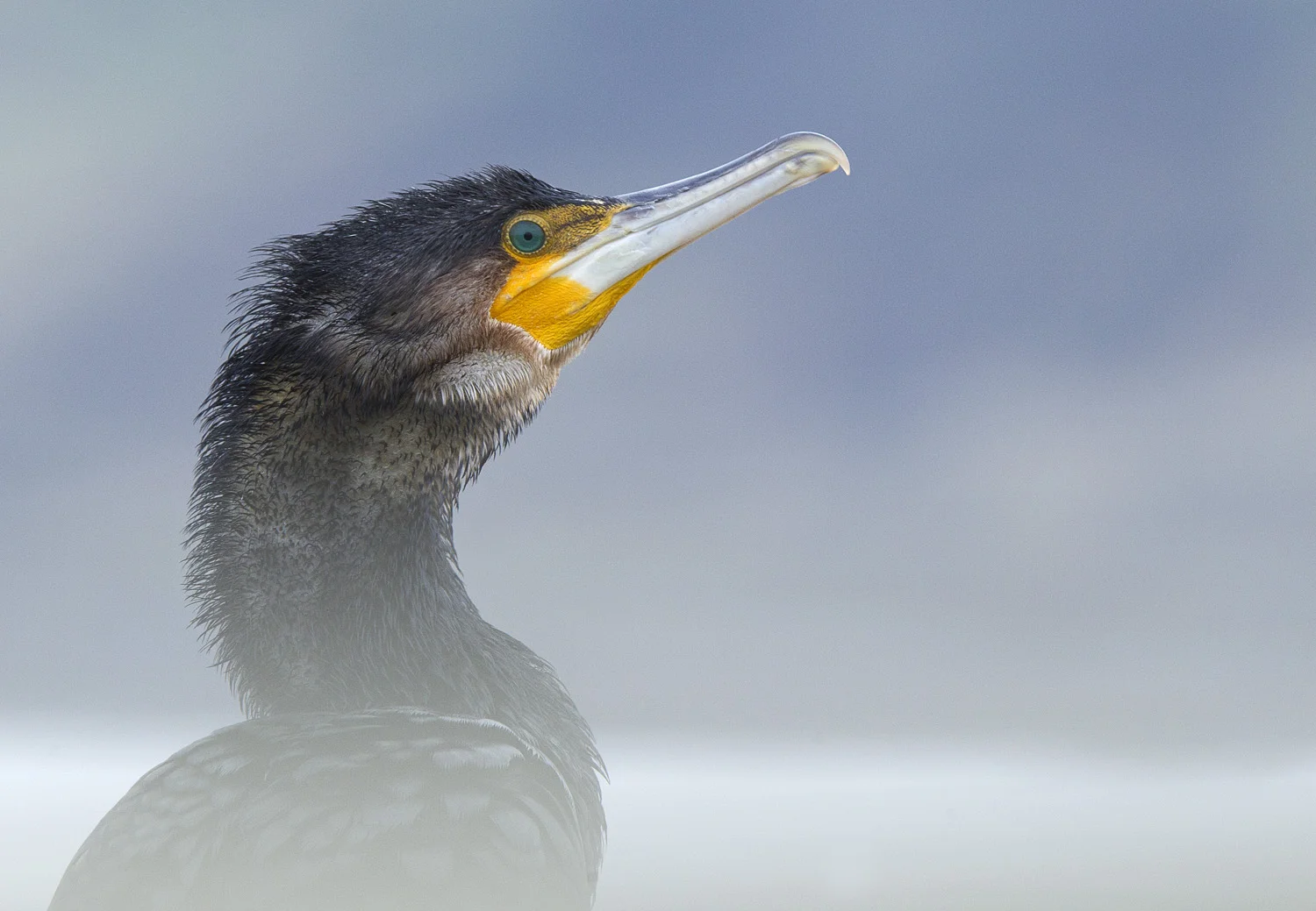 Cormorant (Phalacrocorax carbo)