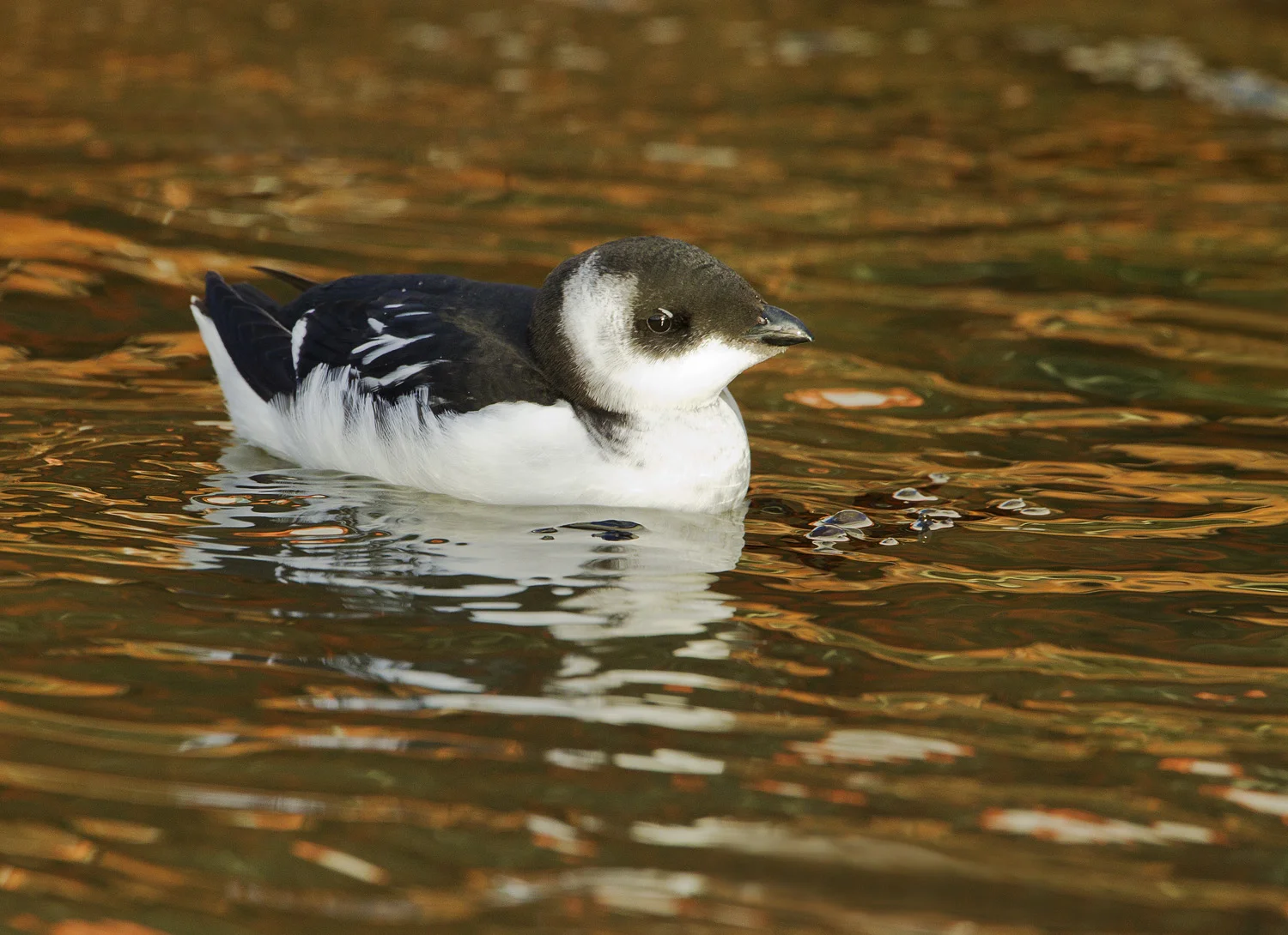 Little Auk (Alle alle)