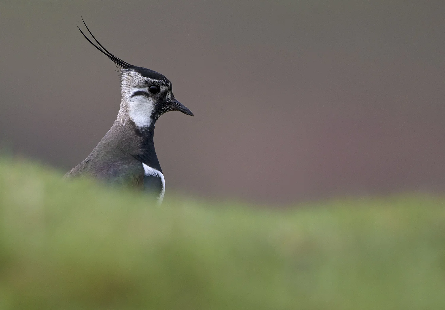 Lapwing (Vanellus vanellus)