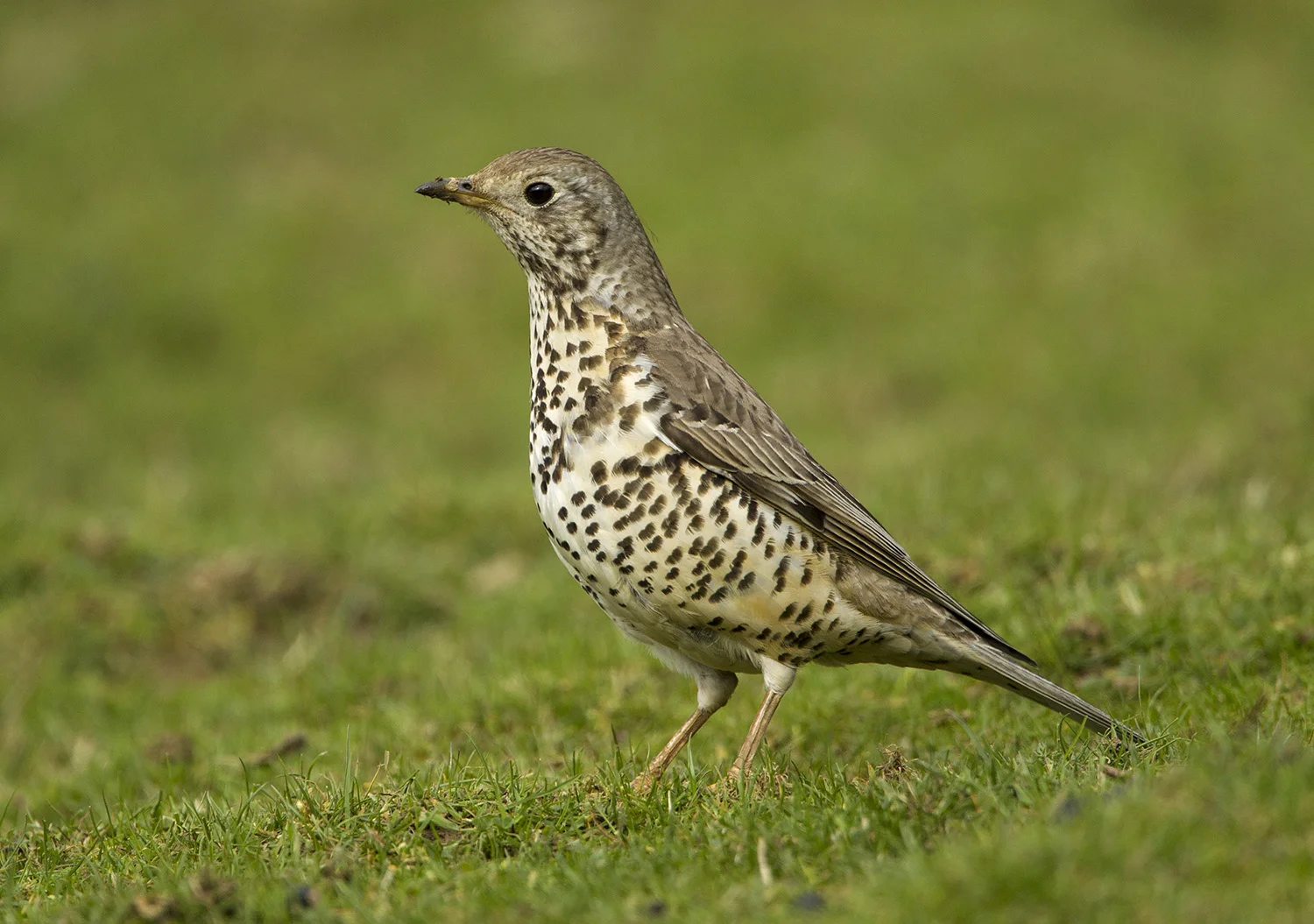Mistle Thrush (Turdus viscivorus)