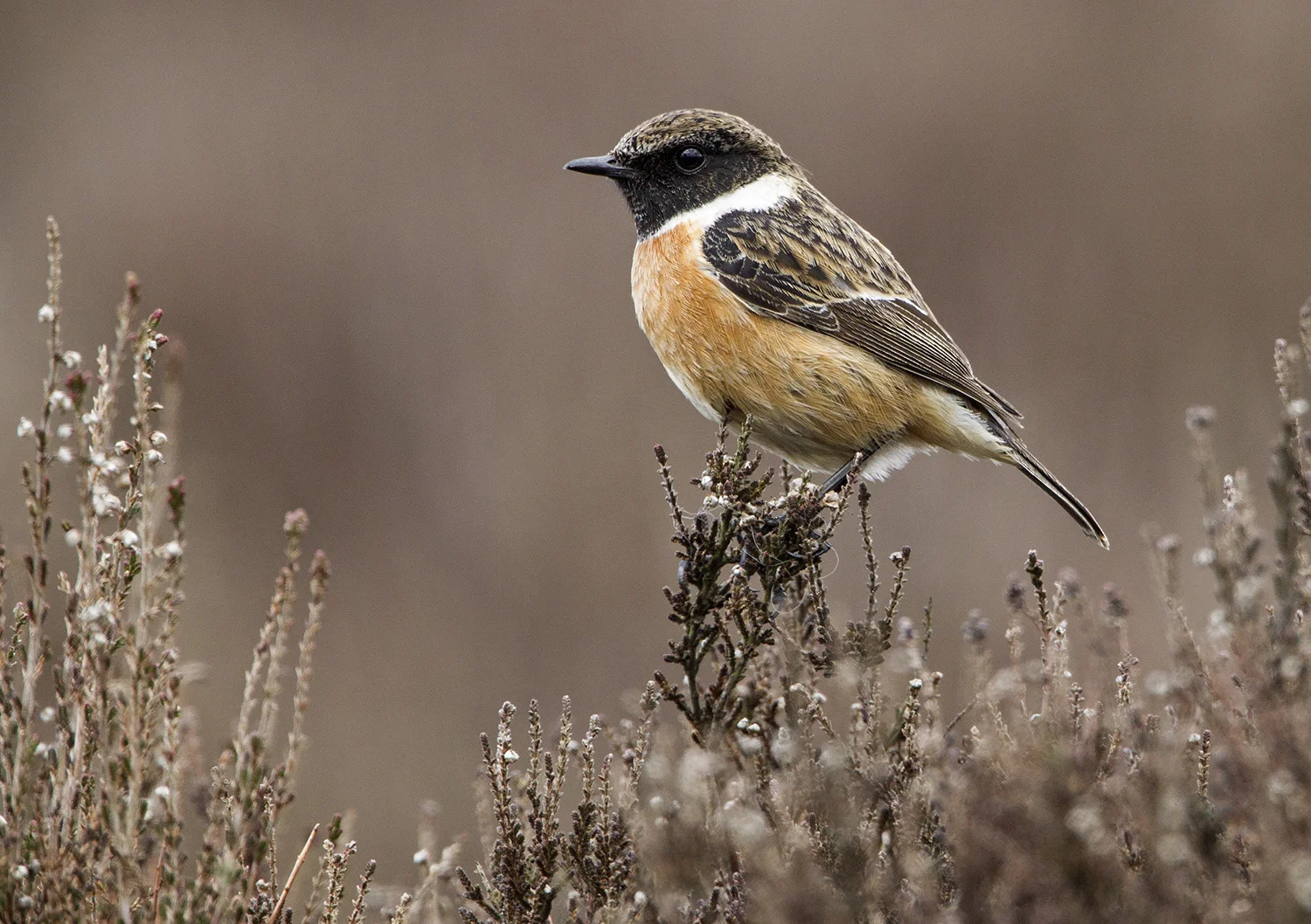 Stonechat (Saxicola rubicola)