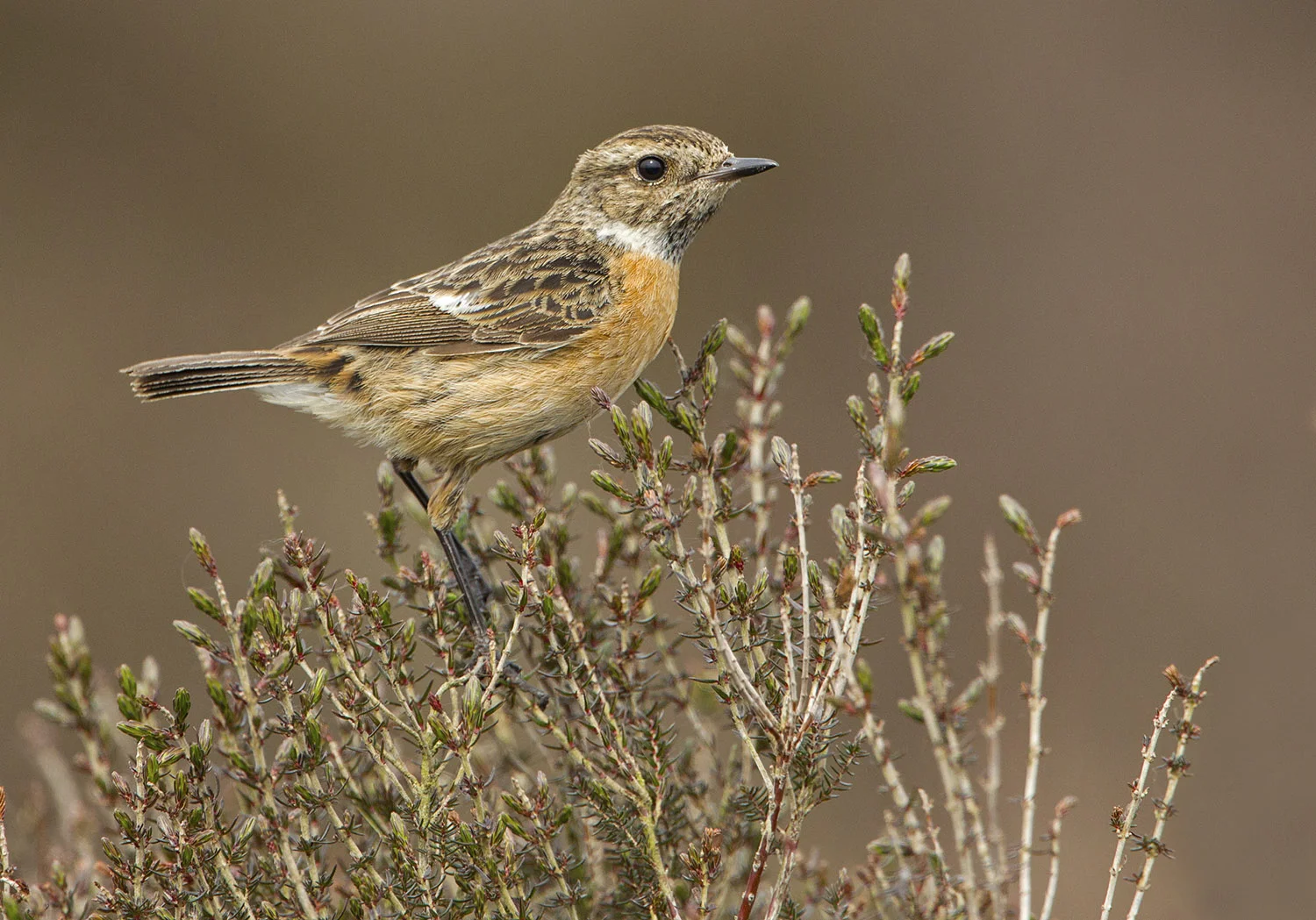 Stonechat (Saxicola rubicola)