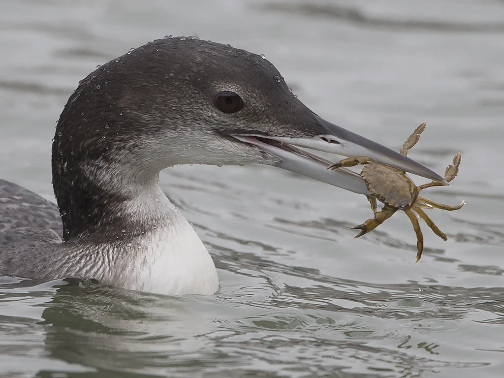 Great Northern Diver (Gavia immer)