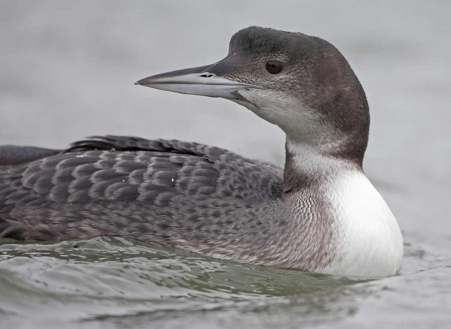 Great Northern Diver (Gavia immer)
