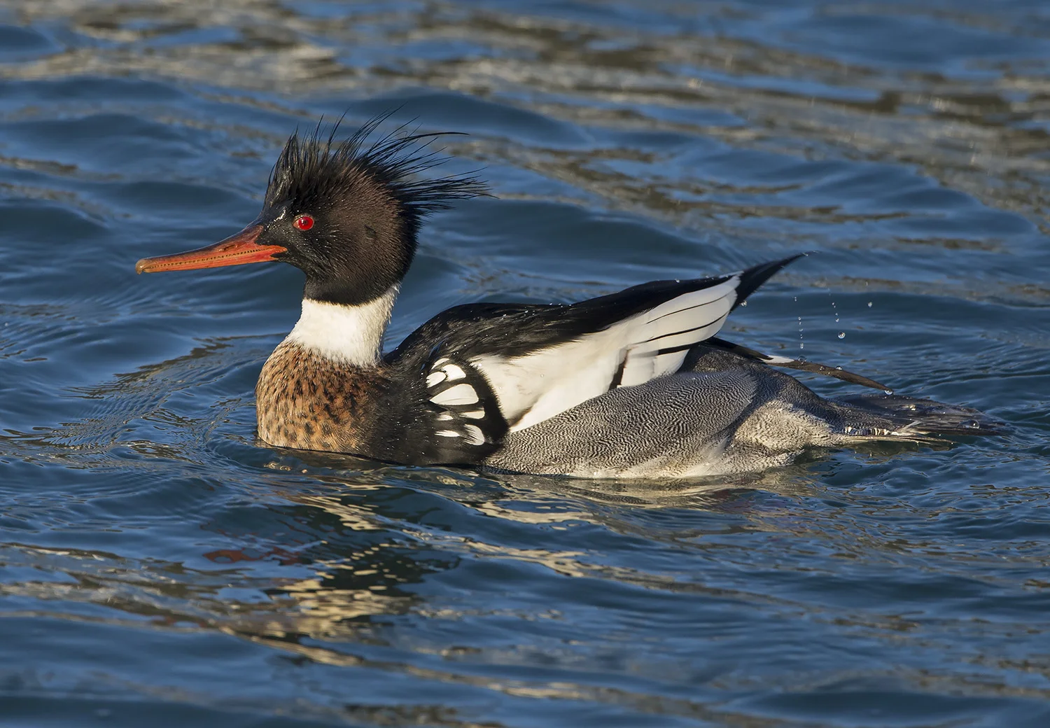 Red-breasted Merganser (Mergus serrator)