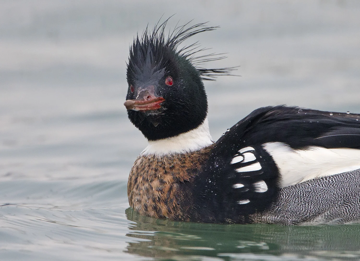 Red-breasted Merganser (Mergus serrator)