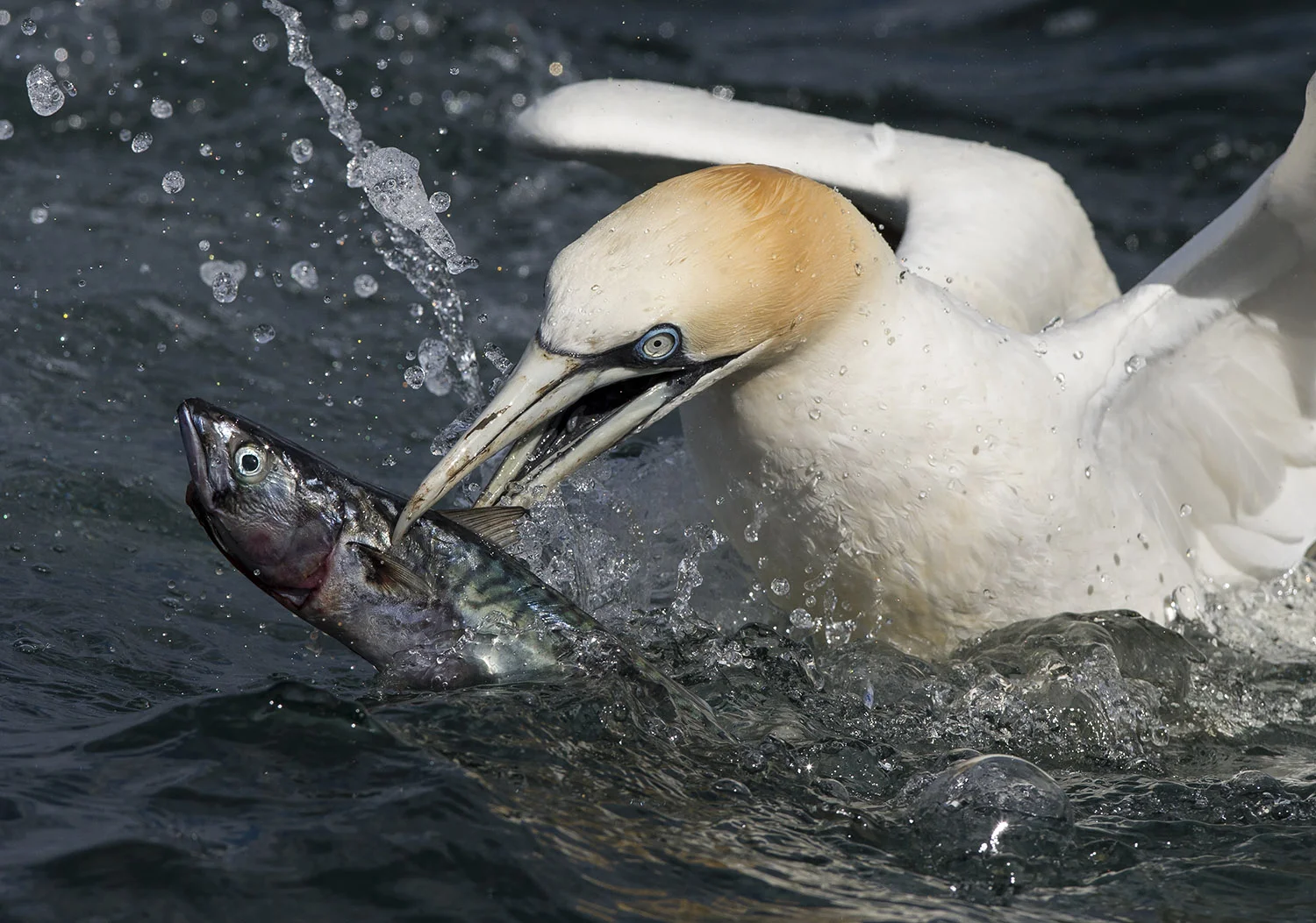 gannet1.jpg