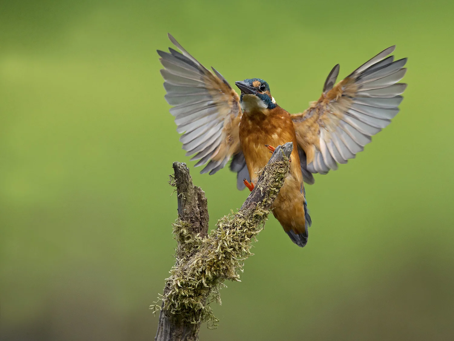 kingfisher1.jpg