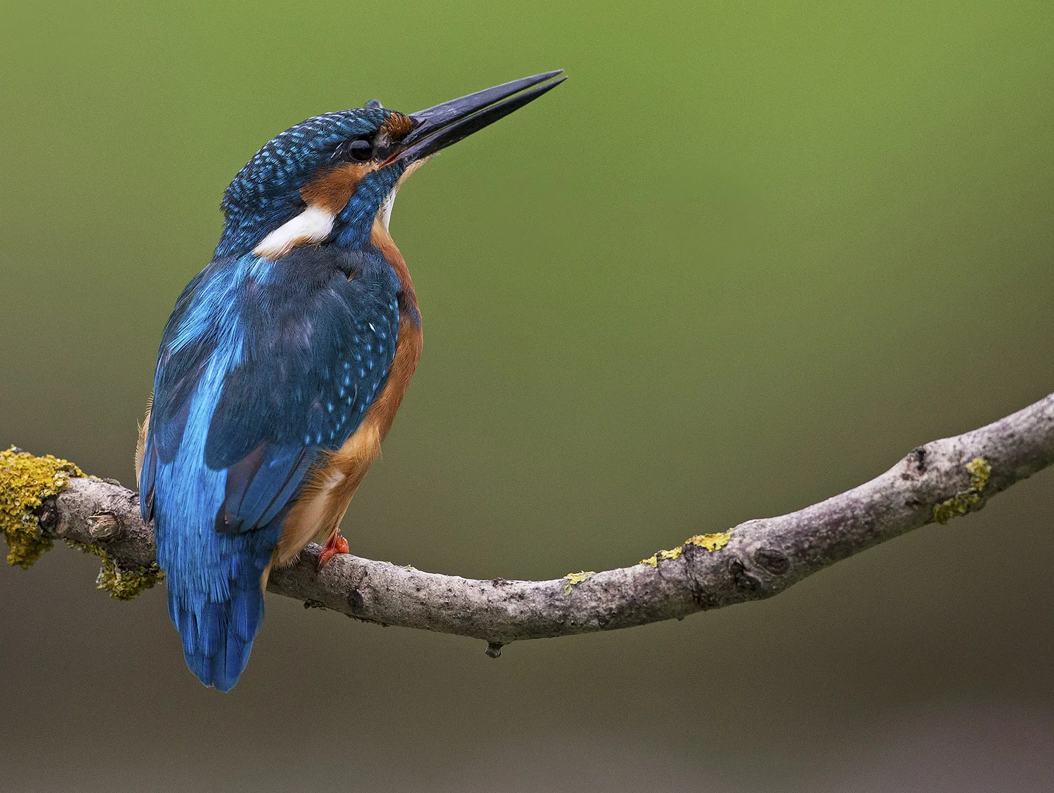 kingfisher2.jpg